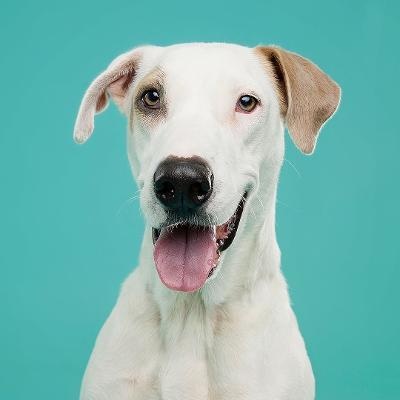 Moonpie, Adoptable, Adult Male Pointer.