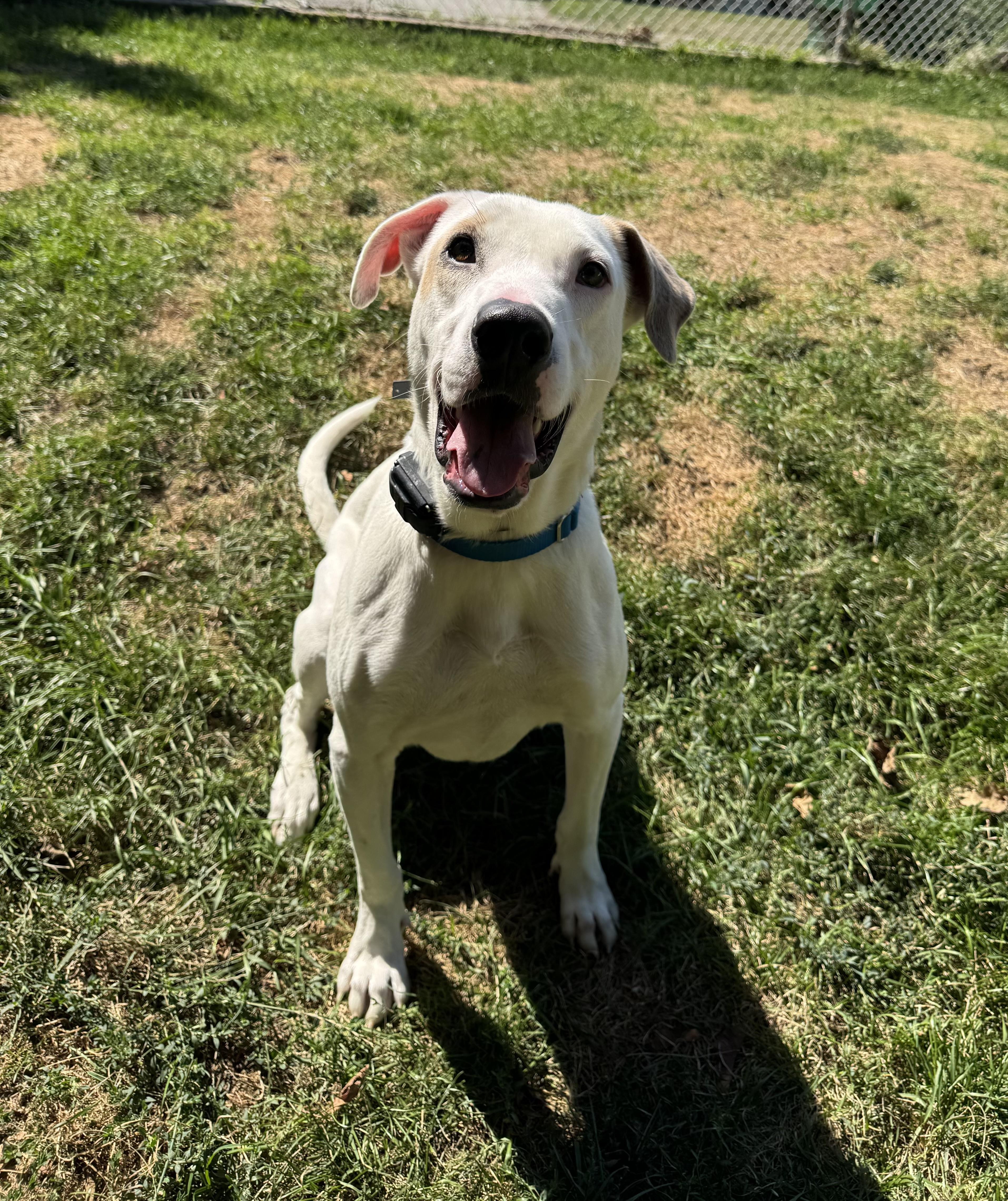 Moonpie, a Adoptable mixed breed in St Catharines, ON image 6/6