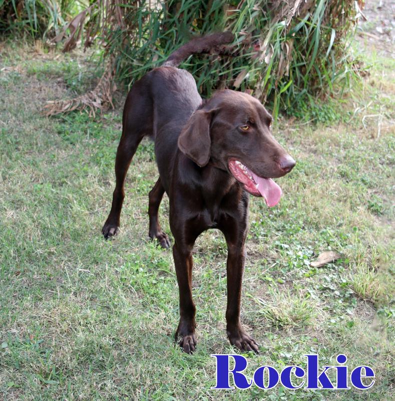 ROCKIE, Adopted, Puppy Male Labrador Retriever.