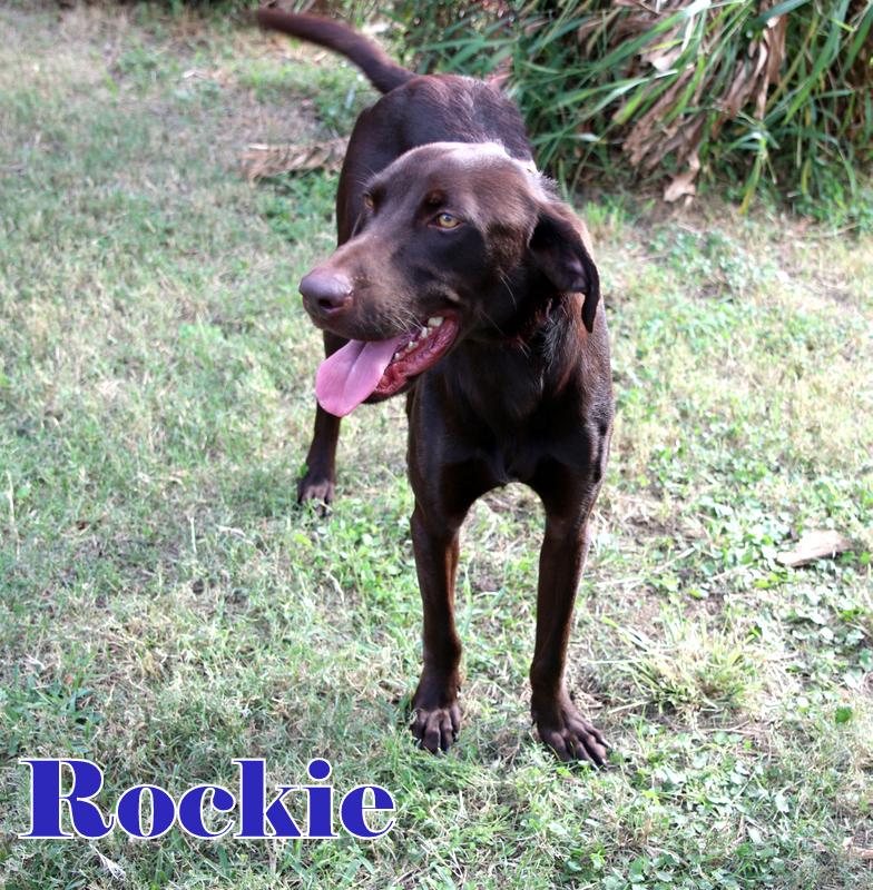 Enlarge ROCKIE, a Adopted Labrador Retriever in Humble, TX image 2/6