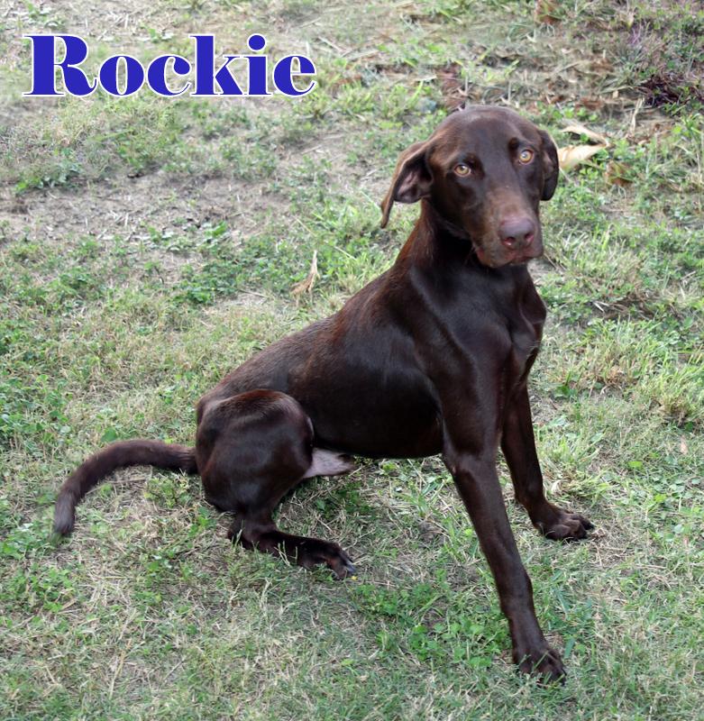 Enlarge ROCKIE, a Adopted Labrador Retriever in Humble, TX image 3/6