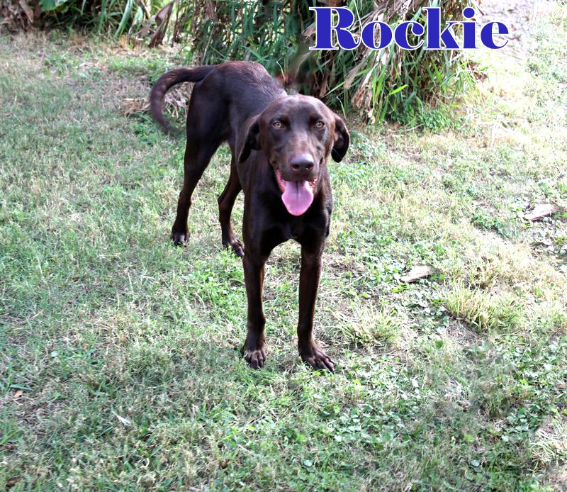 Enlarge ROCKIE, a Adopted Labrador Retriever in Humble, TX image 4/6