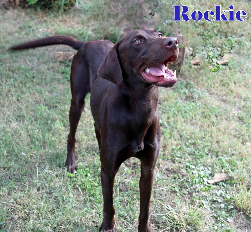 Enlarge ROCKIE, a Adopted Labrador Retriever in Humble, TX image 5/6