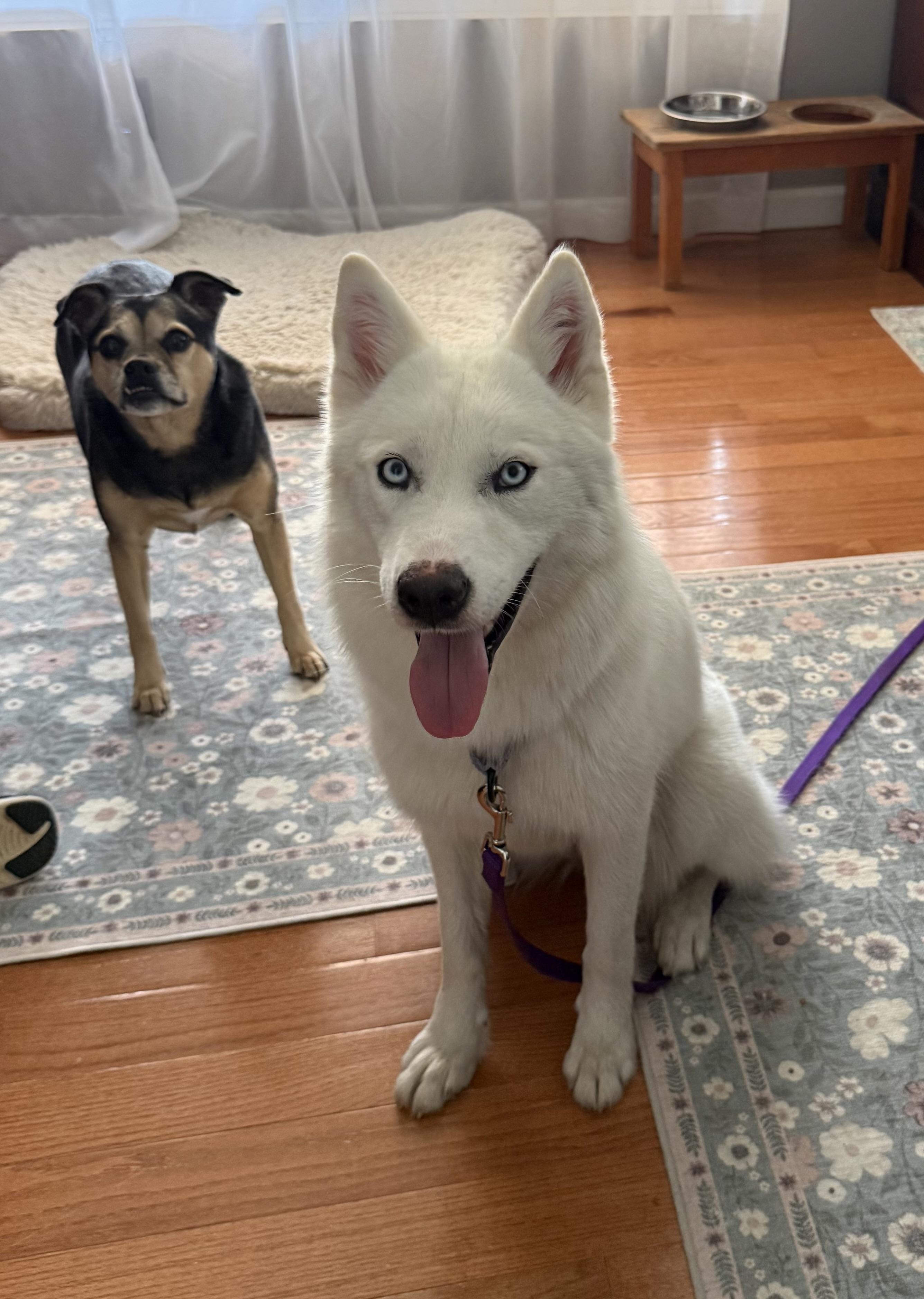 Enlarge GHOST (SC) , a Adoptable mixed breed in Chapin, SC image 1/6