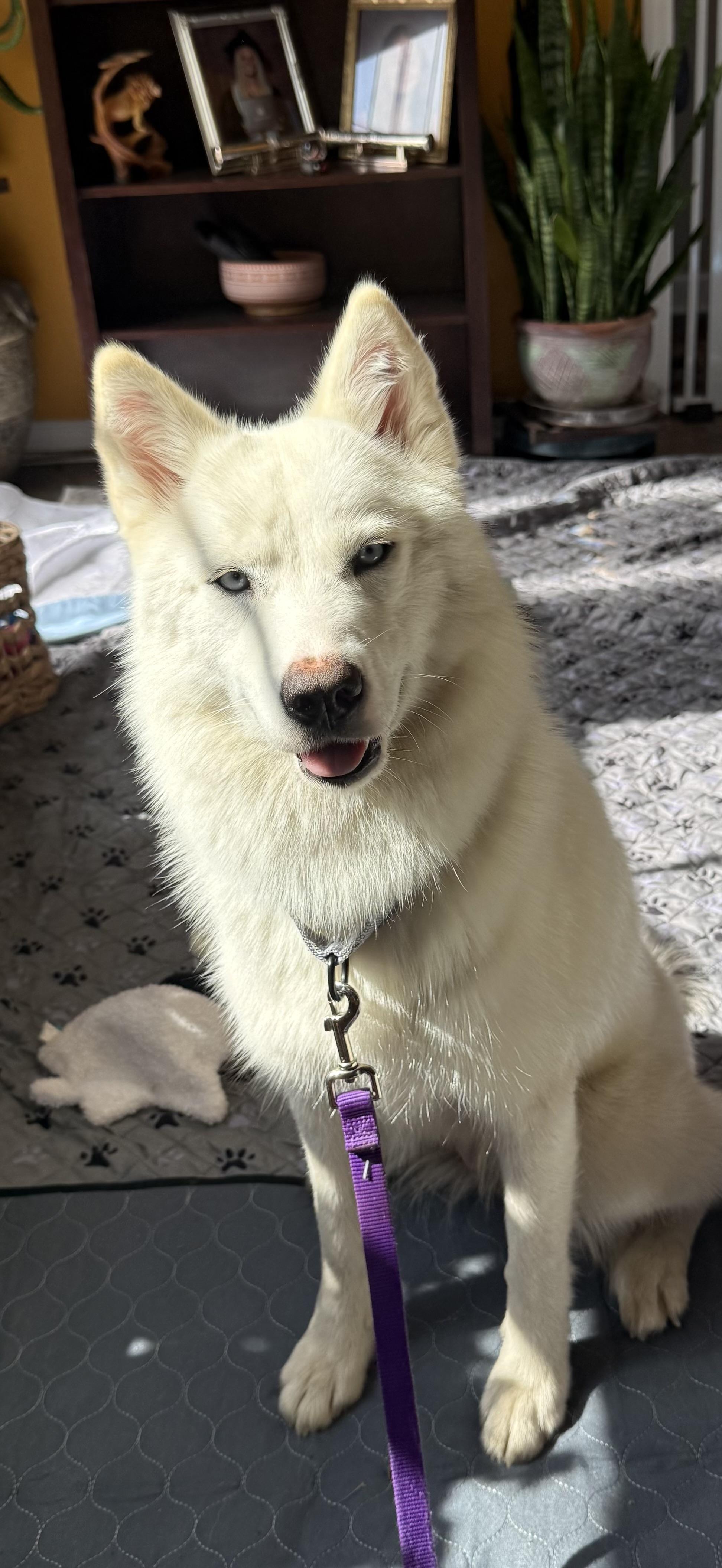 Enlarge GHOST (SC) , a Adoptable mixed breed in Chapin, SC image 2/6