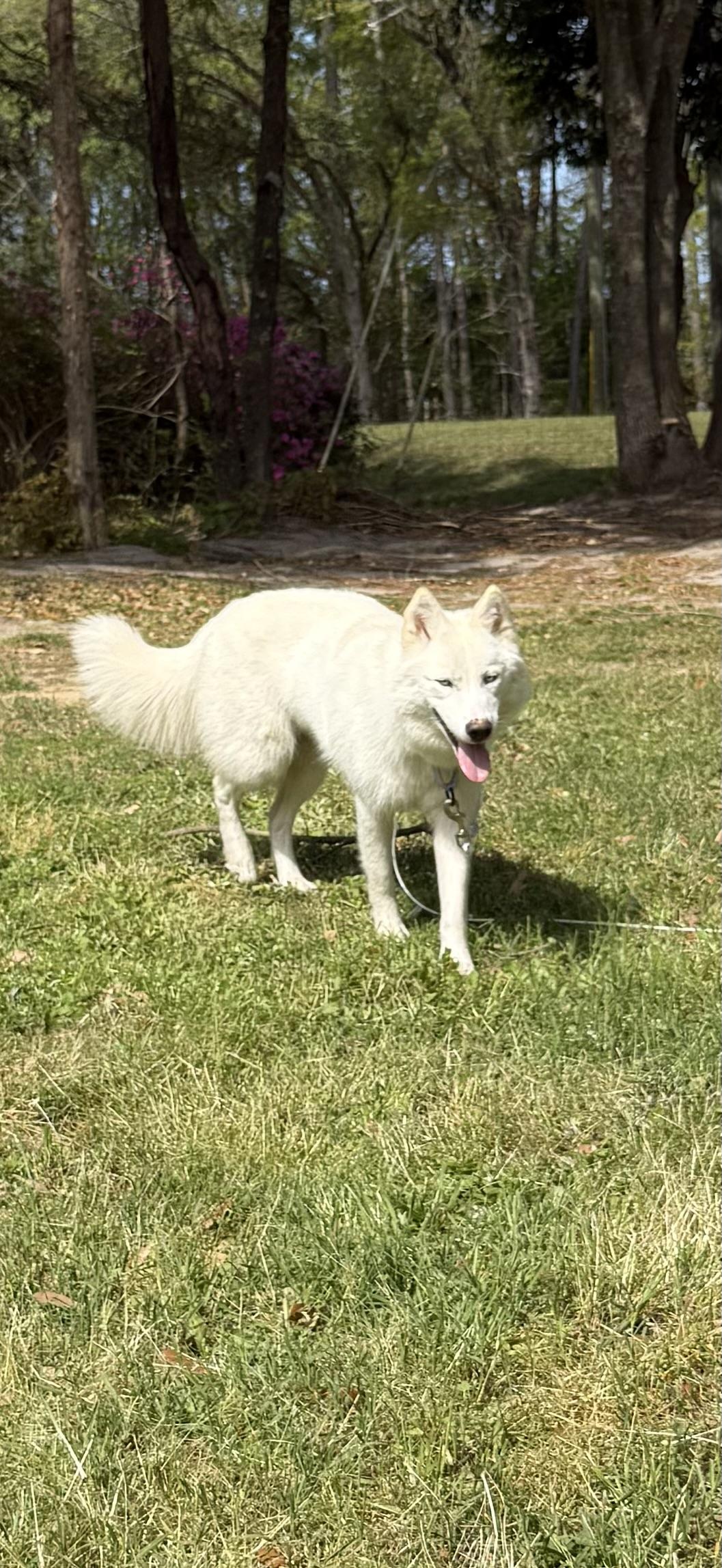 Enlarge GHOST (SC) , a Adoptable mixed breed in Chapin, SC image 3/6