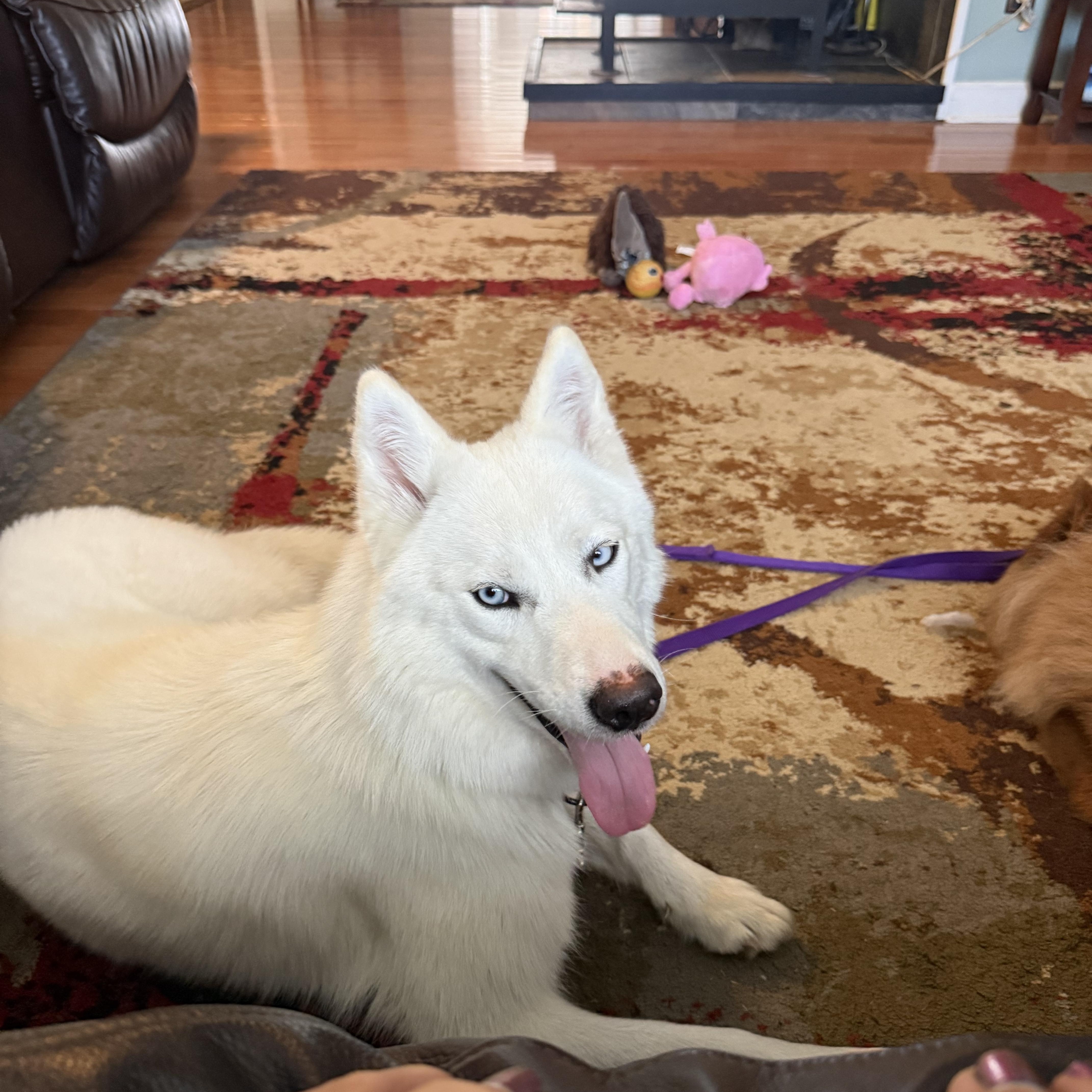 Enlarge GHOST (SC) , a Adoptable mixed breed in Chapin, SC image 4/6