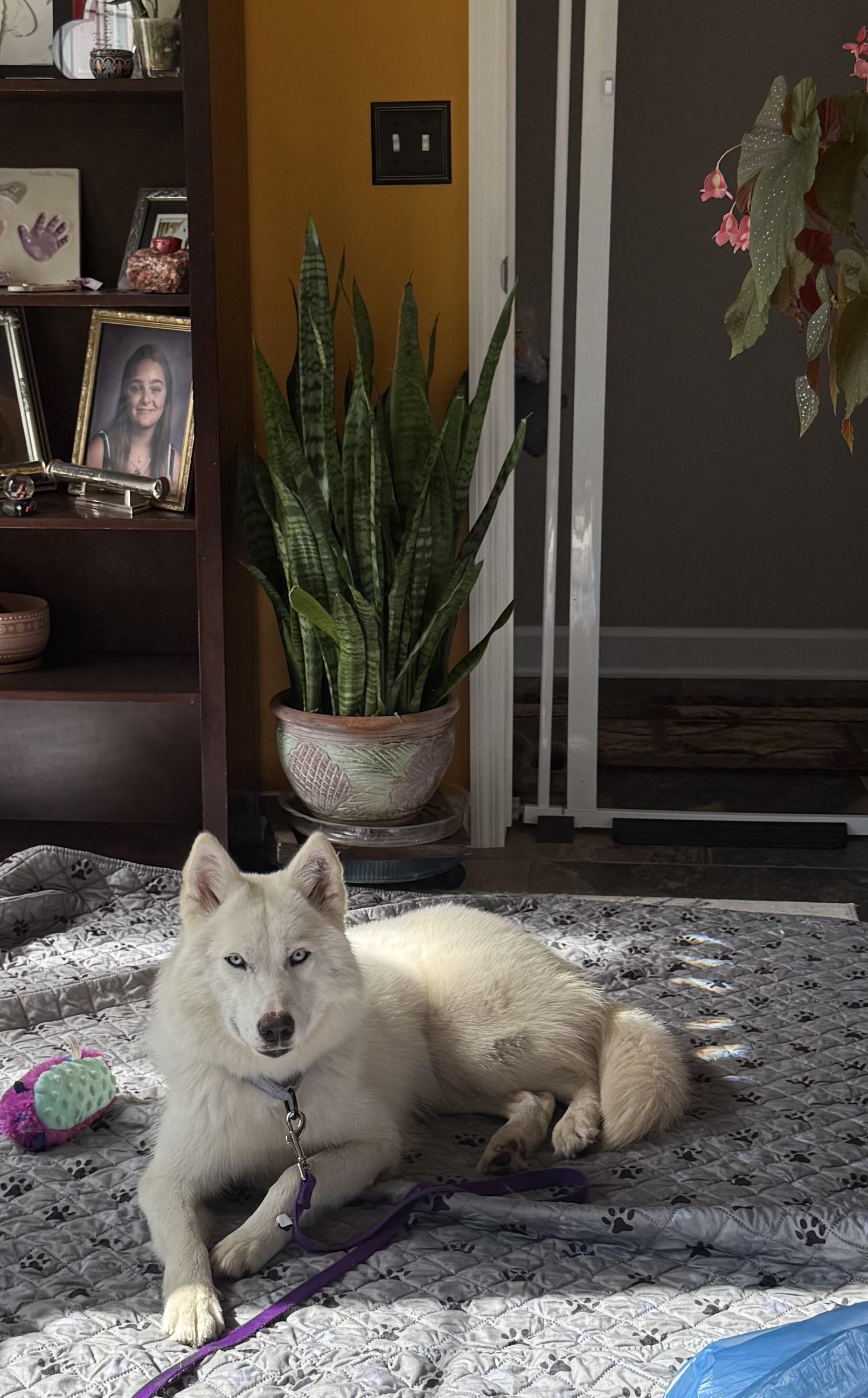 Enlarge GHOST (SC) , a Adoptable mixed breed in Chapin, SC image 5/6