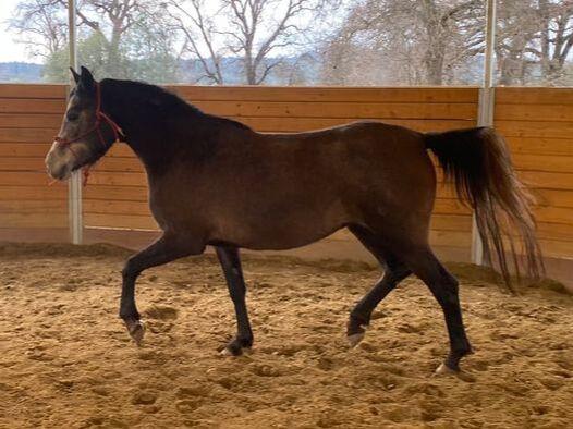 Sophia - Young/Non-Riding Companion, Adoptable, Young Female Grade.