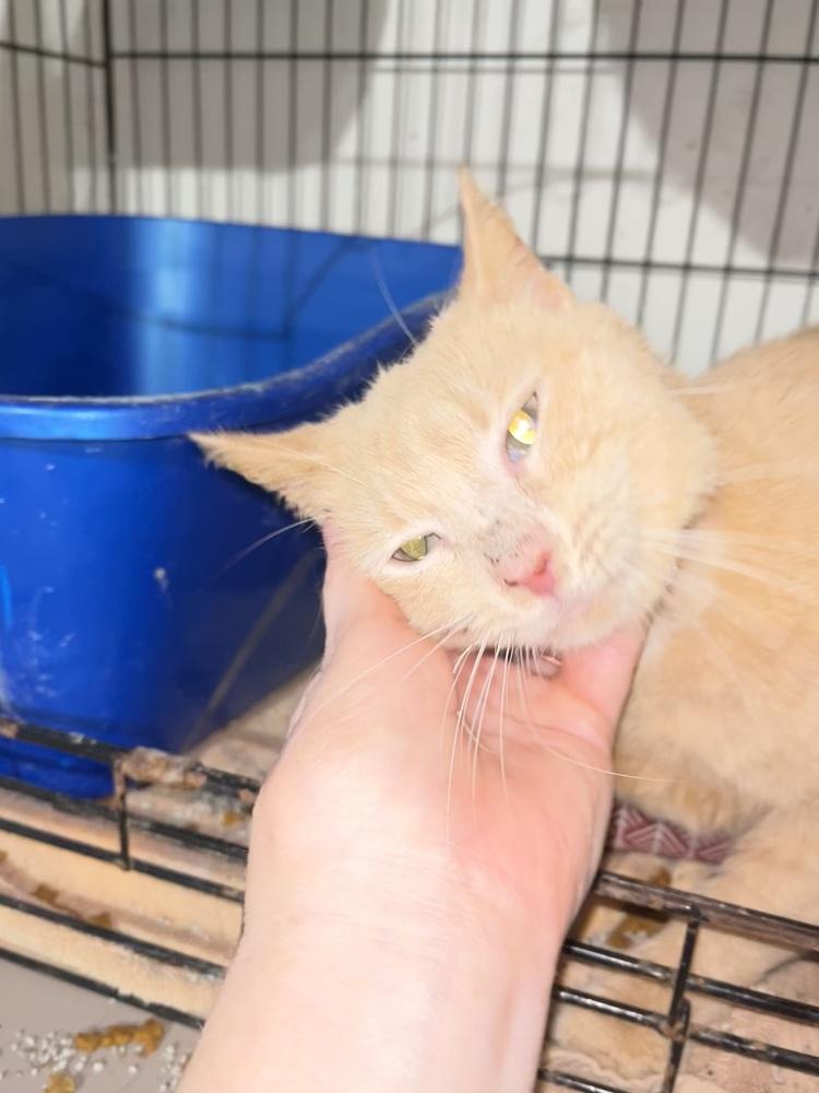 Georgie, Adoptable, Adult Male Domestic Short Hair.