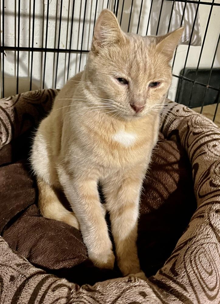 Georgie - Super Sweet Cat!, Adoptable, Adult Male Domestic Short Hair.