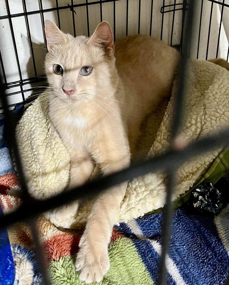 Georgie - Super Sweet Cat!, Adoptable, Adult Male Domestic Short Hair.