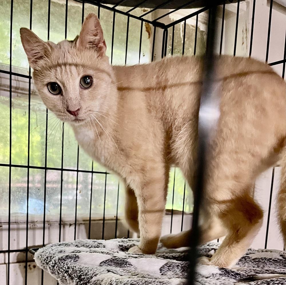 Georgie - Super Sweet Cat!, a Adoptable mixed breed in Franklin, WV image 4/5