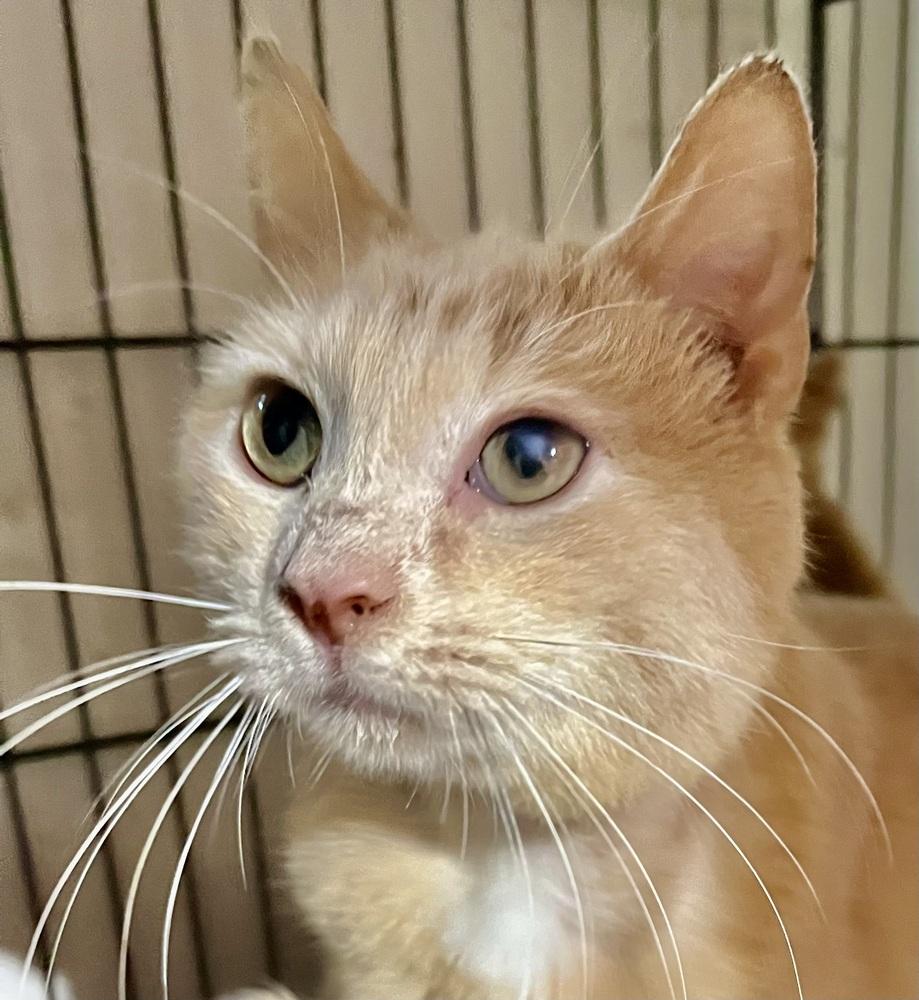 Enlarge Georgie - Super Sweet Cat!, a Adoptable mixed breed in Franklin, WV image 4/4