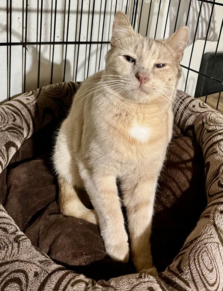 Enlarge Georgie - Super Sweet Cat!, a Adoptable mixed breed in Franklin, WV image 5/5