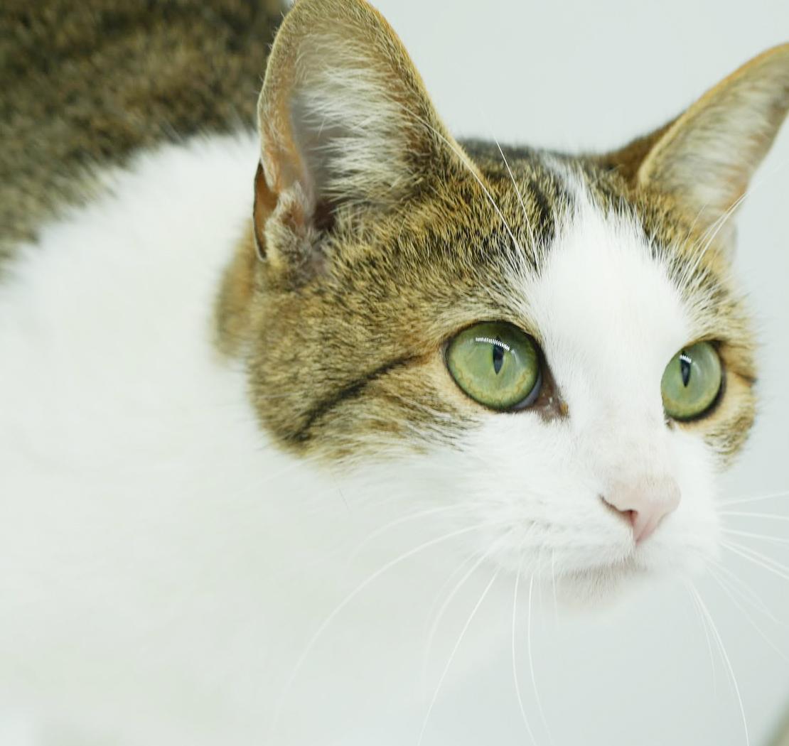 Enlarge Penelope is PURRFECT for kitten therapy!  THE MOST LOVING snuggler!, a Adoptable mixed breed in Bedford Hills, NY image 2/6