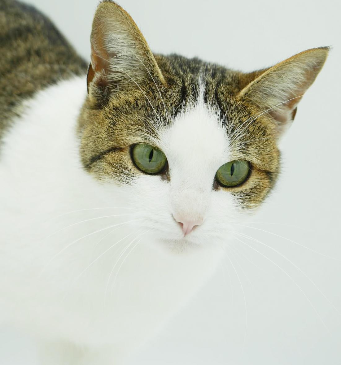 Enlarge Penelope is PURRFECT for kitten therapy!  THE MOST LOVING snuggler!, a Adoptable mixed breed in Bedford Hills, NY image 5/6