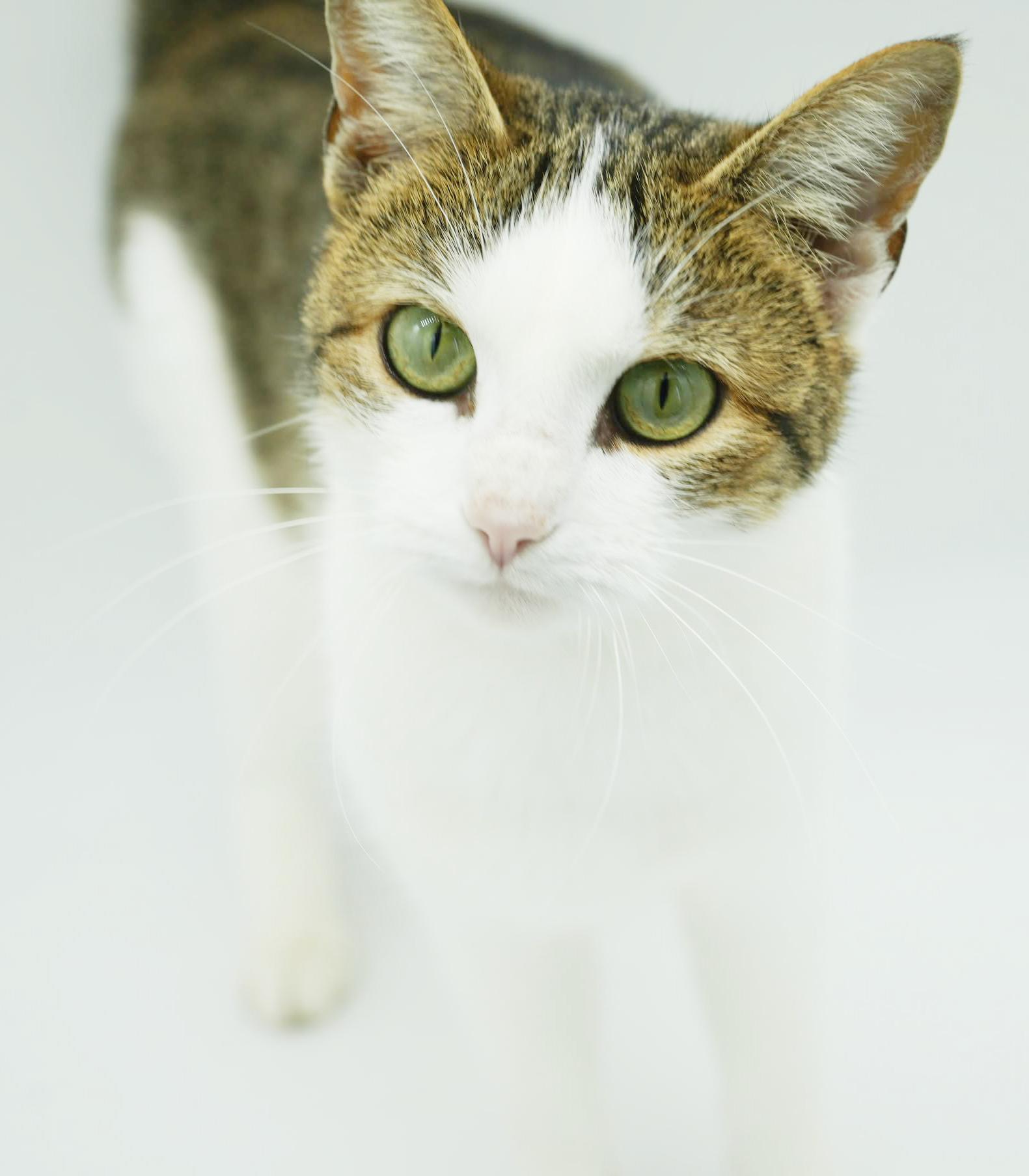 Enlarge Penelope is PURRFECT for kitten therapy!  THE MOST LOVING snuggler!, a Adoptable mixed breed in Bedford Hills, NY image 4/6