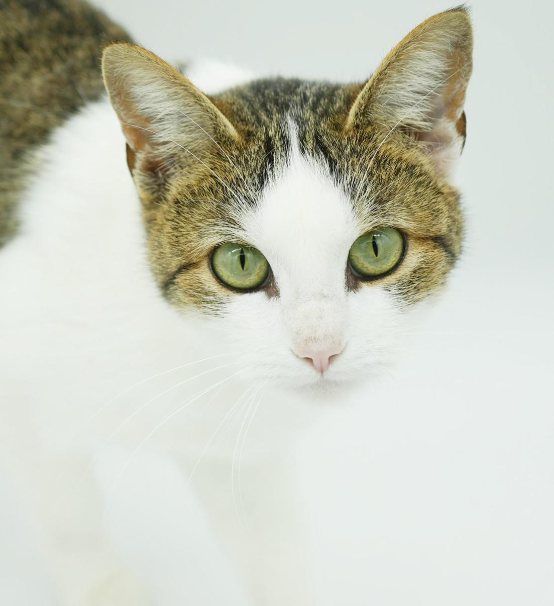 Enlarge Penelope is PURRFECT for kitten therapy!  THE MOST LOVING snuggler!, a Adoptable mixed breed in Bedford Hills, NY image 1/6