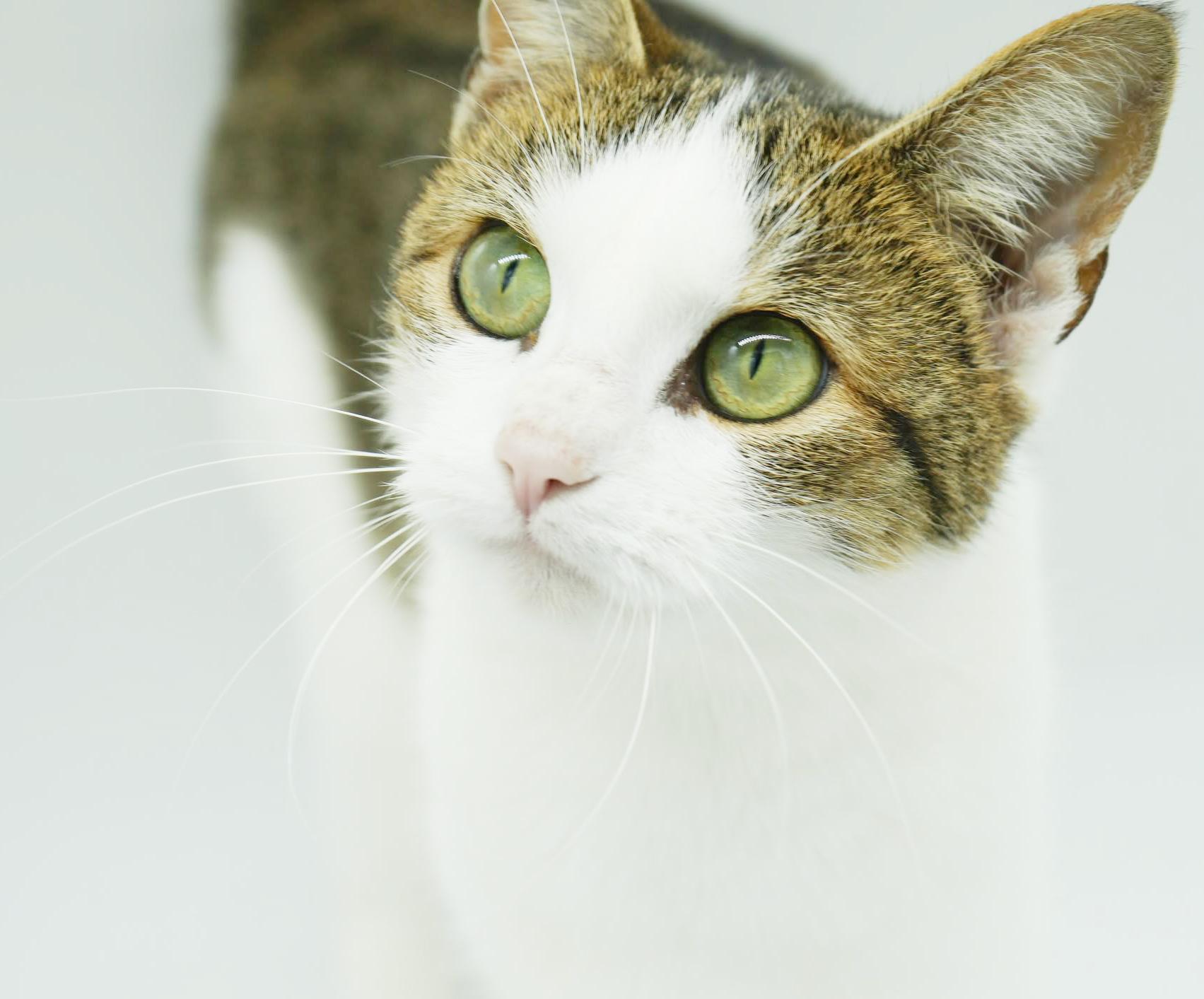 Enlarge Penelope is PURRFECT for kitten therapy!  THE MOST LOVING snuggler!, a Adoptable mixed breed in Bedford Hills, NY image 3/6