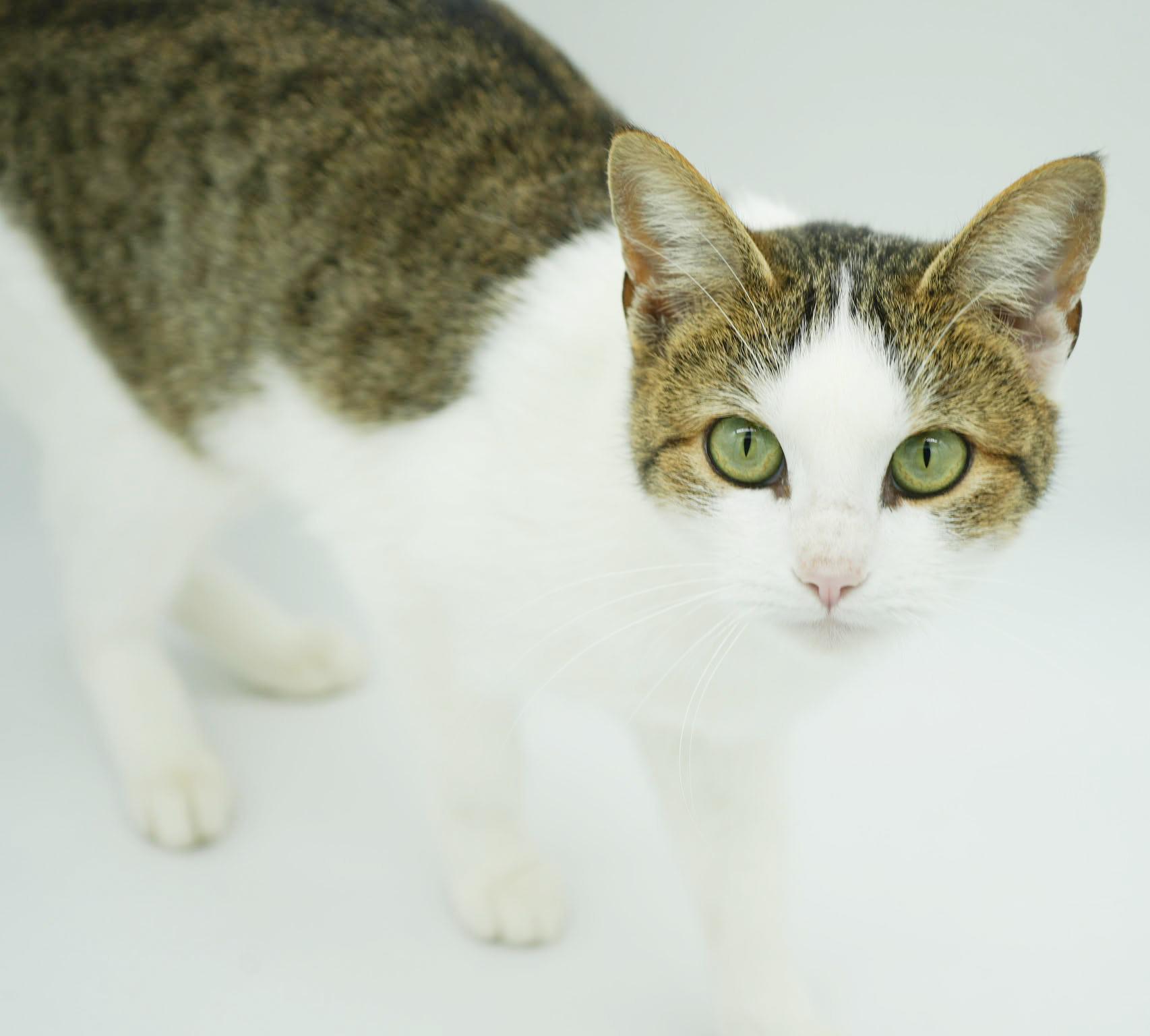 Enlarge Penelope is PURRFECT for kitten therapy!  THE MOST LOVING snuggler!, a Adoptable mixed breed in Bedford Hills, NY image 6/6