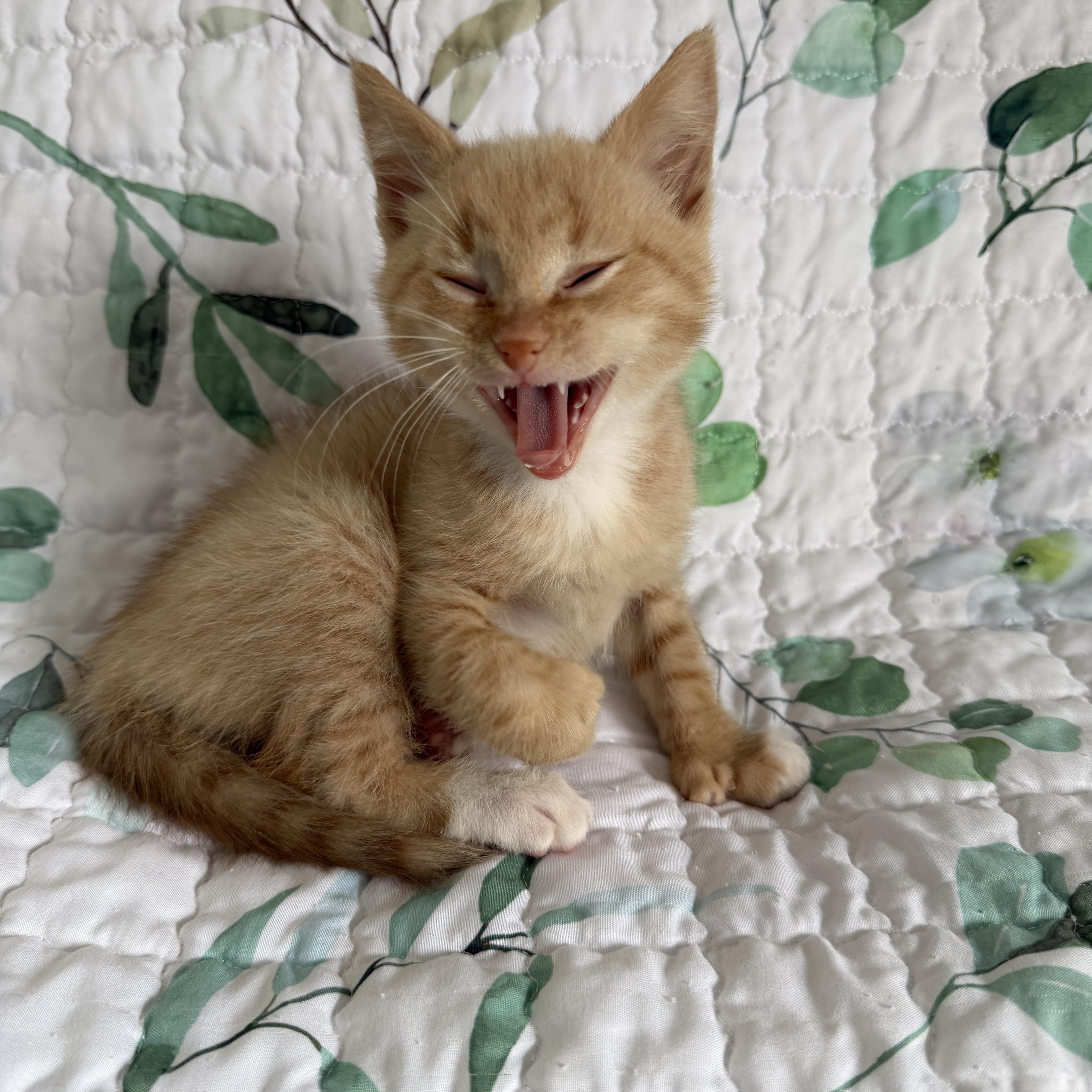 Enlarge Po Boy , an adopted Domestic Short Hair in Lacona, NY image 2/5