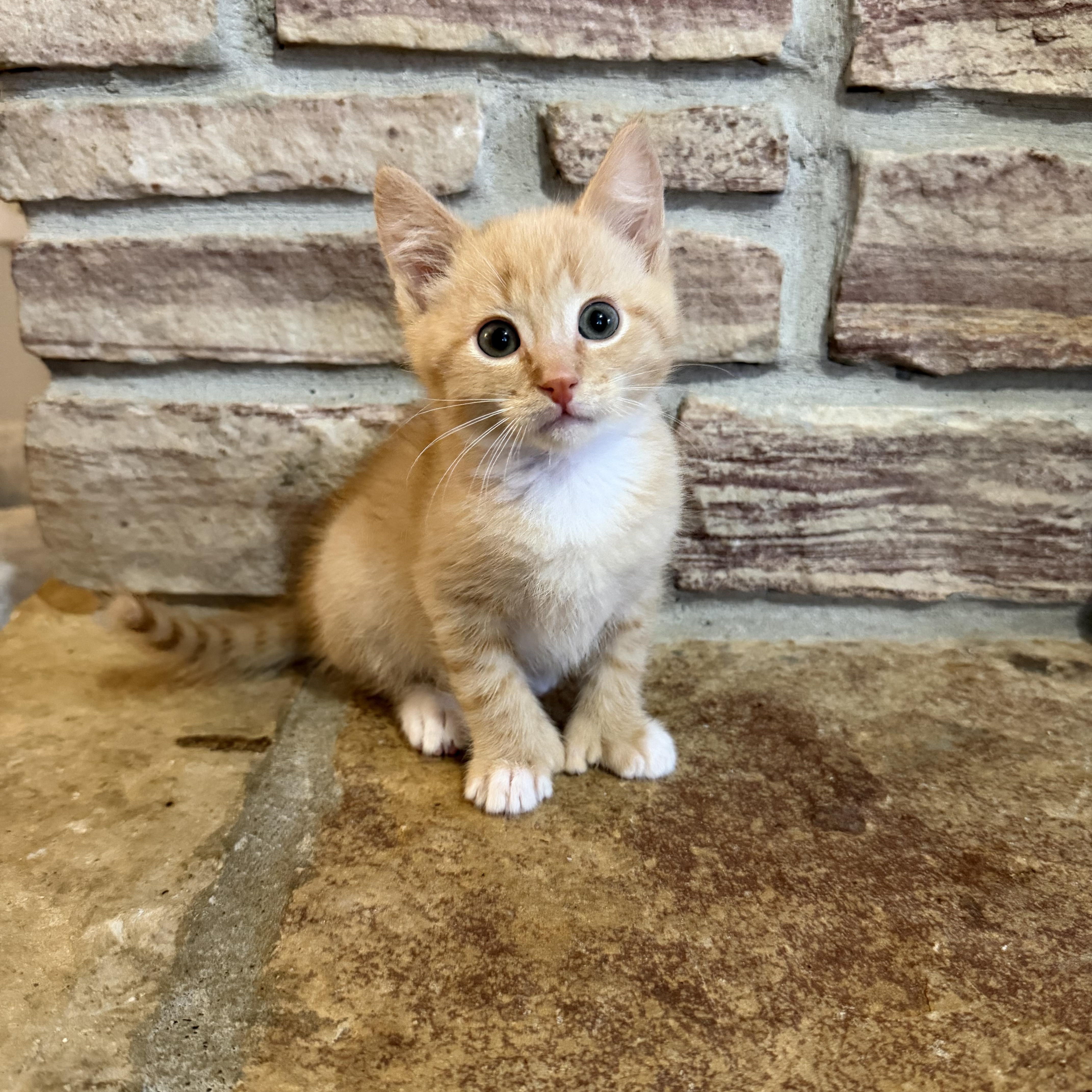 Enlarge Po Boy , an adopted Domestic Short Hair in Lacona, NY image 3/5