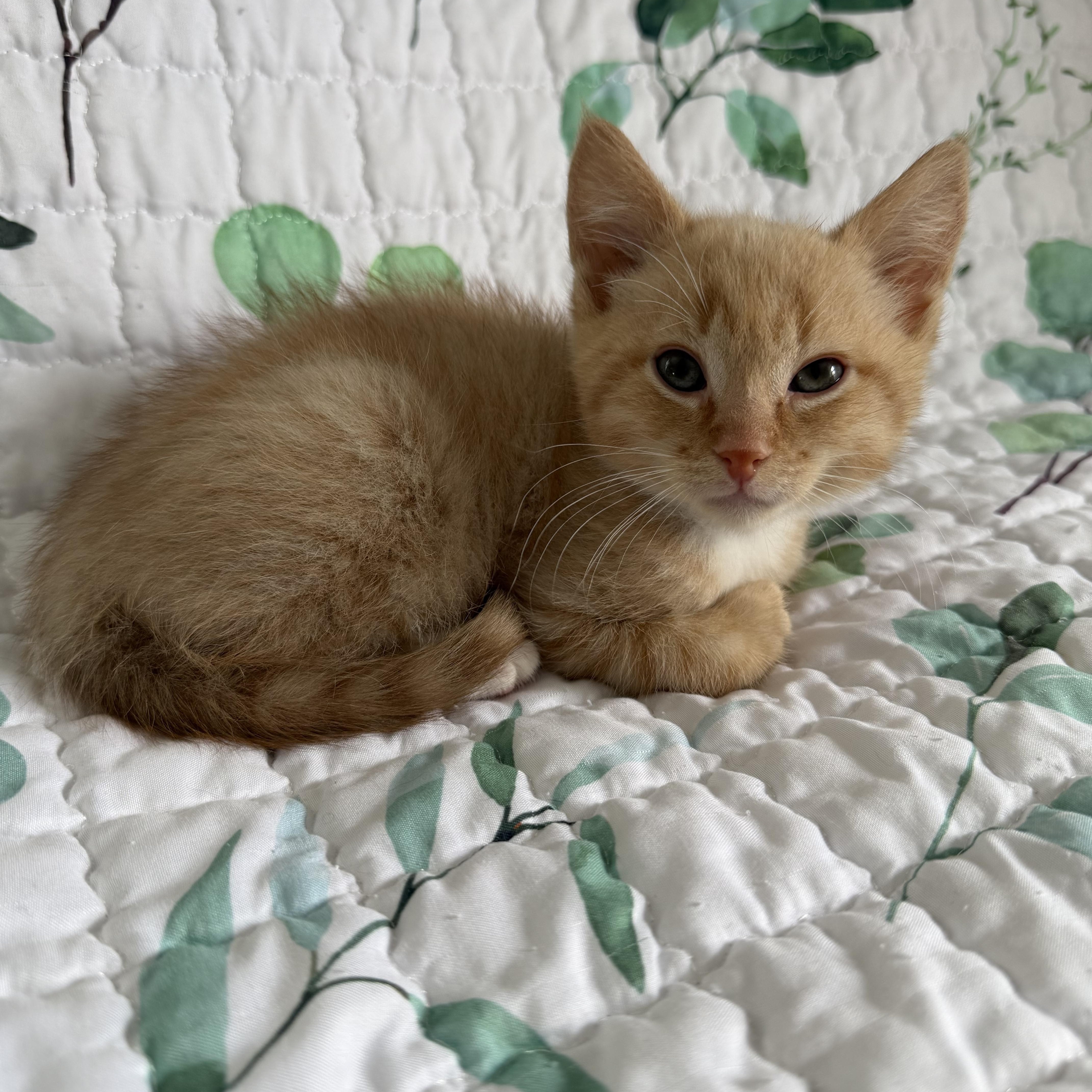 Enlarge Po Boy , an adopted Domestic Short Hair in Lacona, NY image 5/5