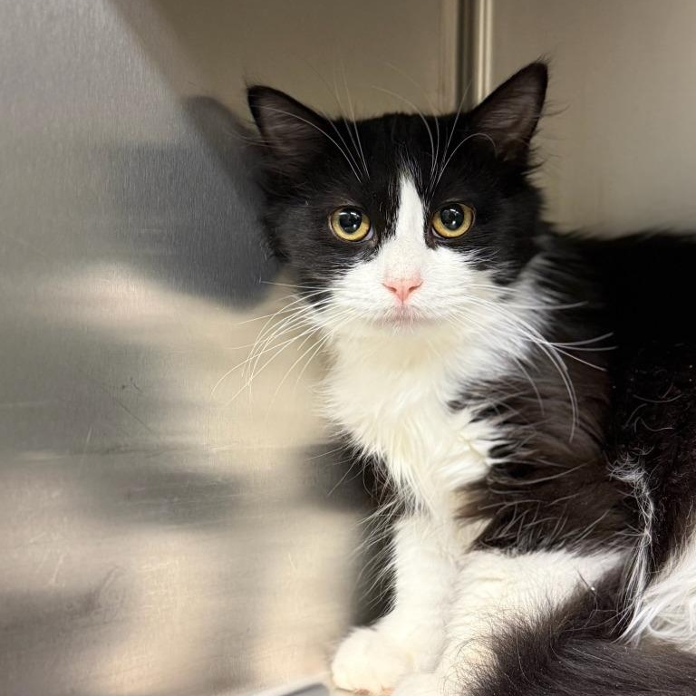 Dumpling, ADOPTABLE, Young Male Domestic Medium Hair.