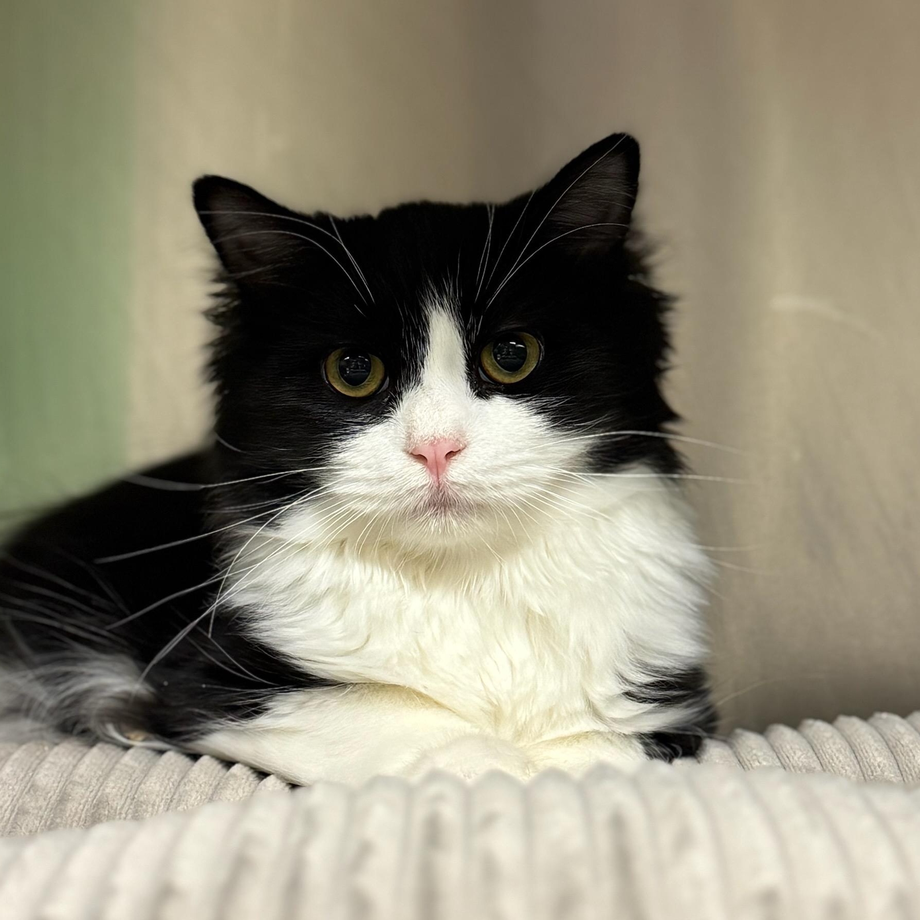 Dumpling, adopted, Young Male Domestic Medium Hair.