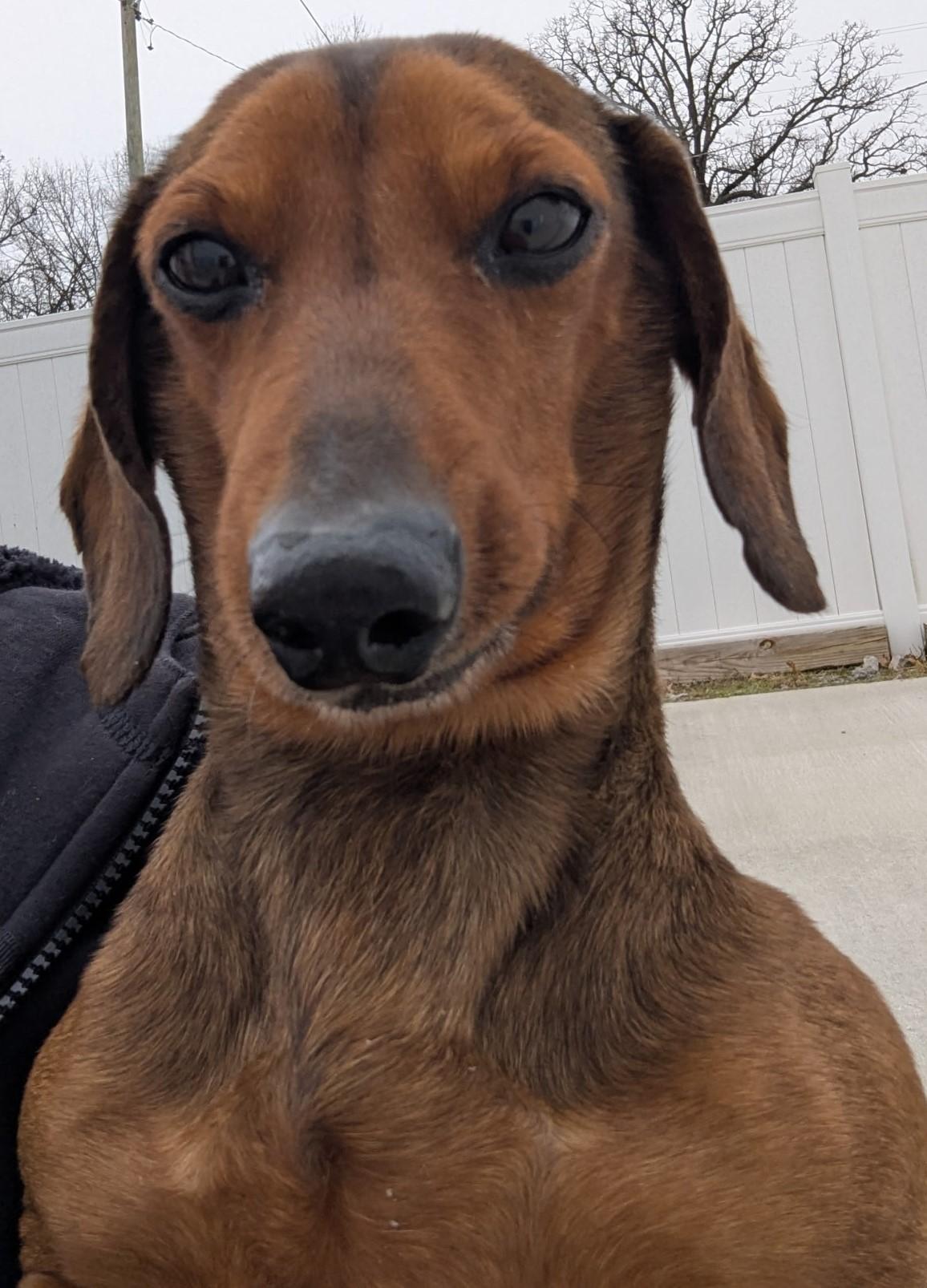 Enlarge Samson in TN, a ADOPTABLE Dachshund in Alcoa, TN image 4/5
