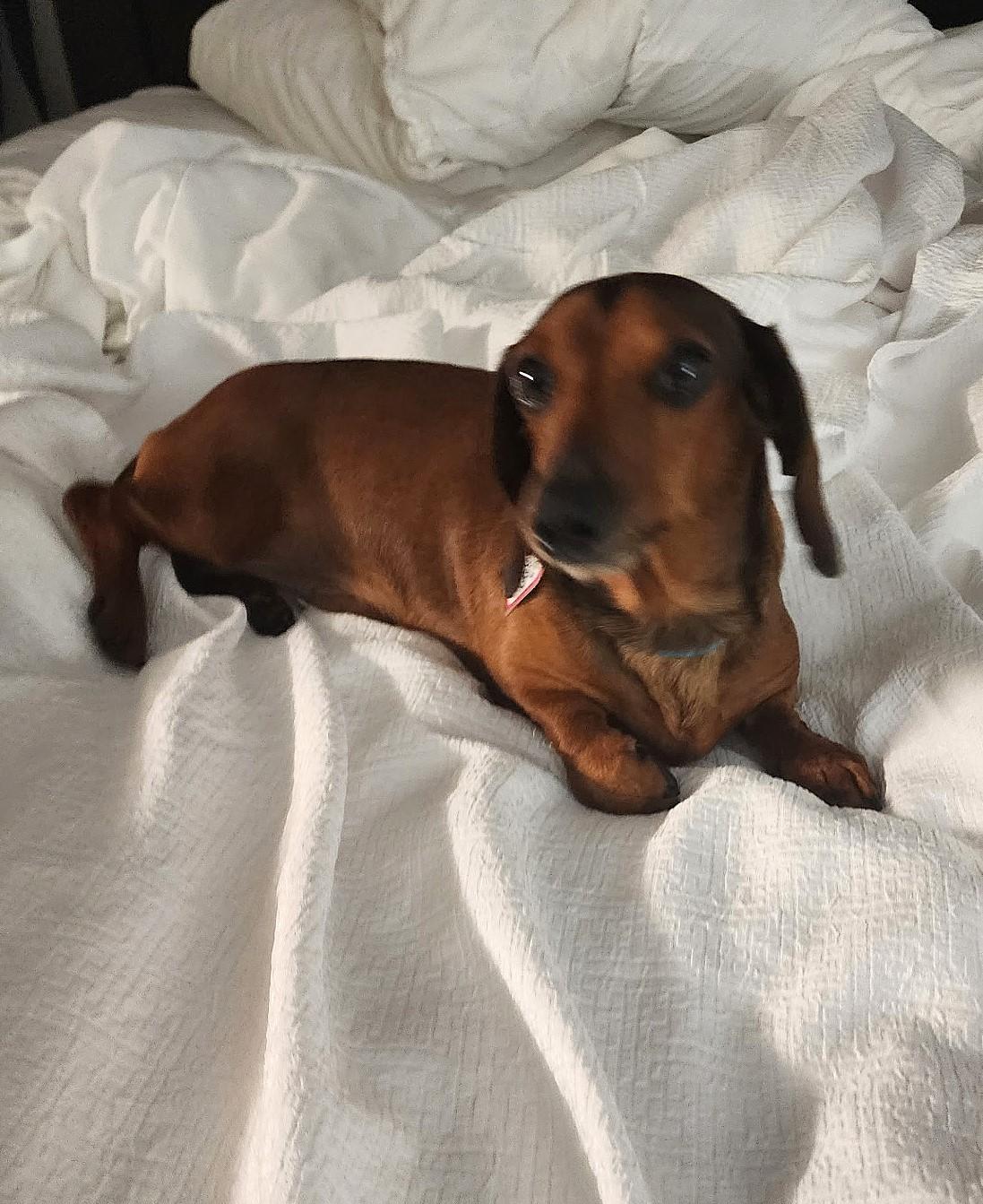 Enlarge Samson in TN, a ADOPTABLE Dachshund in Alcoa, TN image 3/5