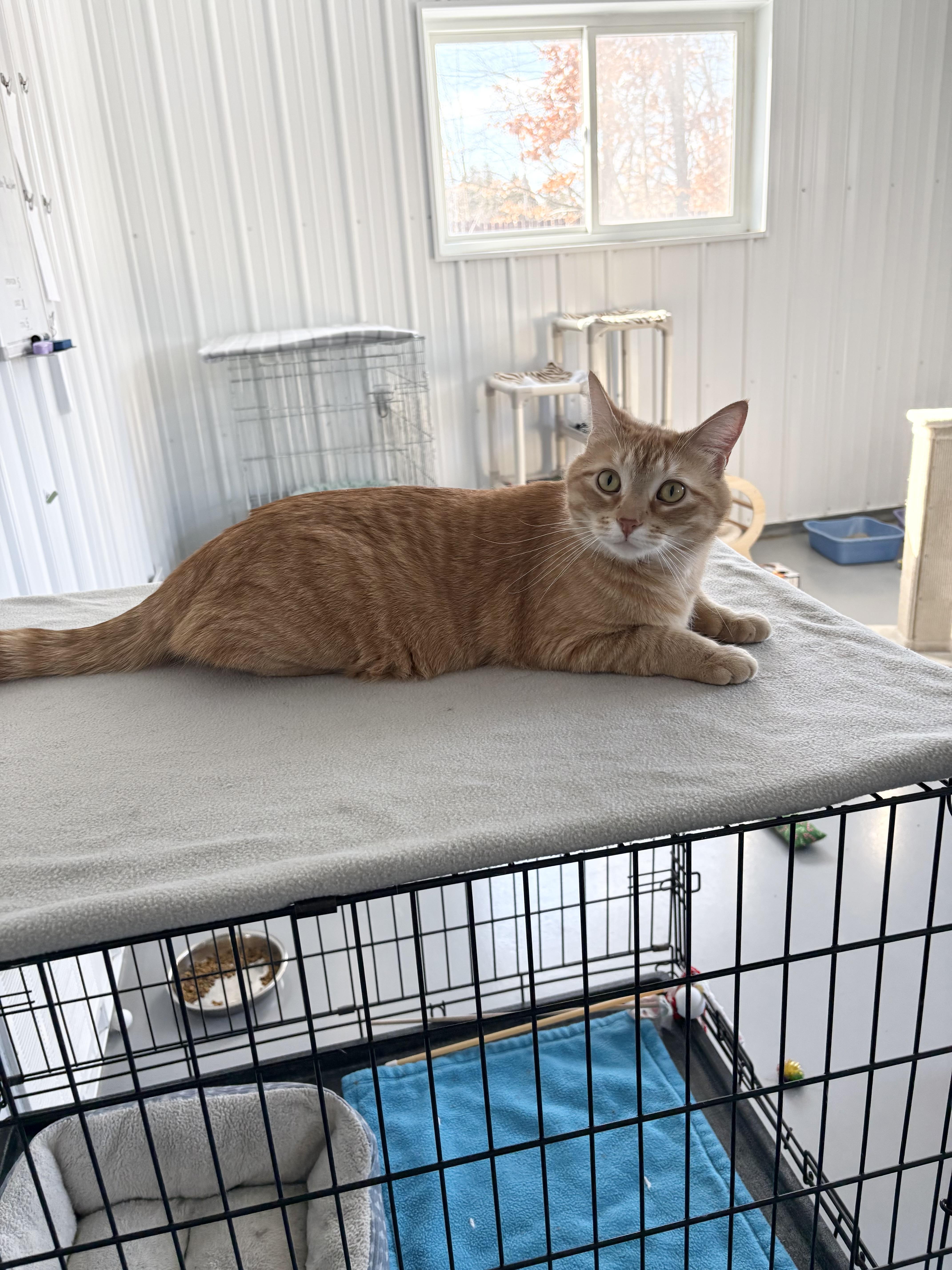 Enlarge Ernie, an adopted American Shorthair in Big Rapids, MI image 5/5