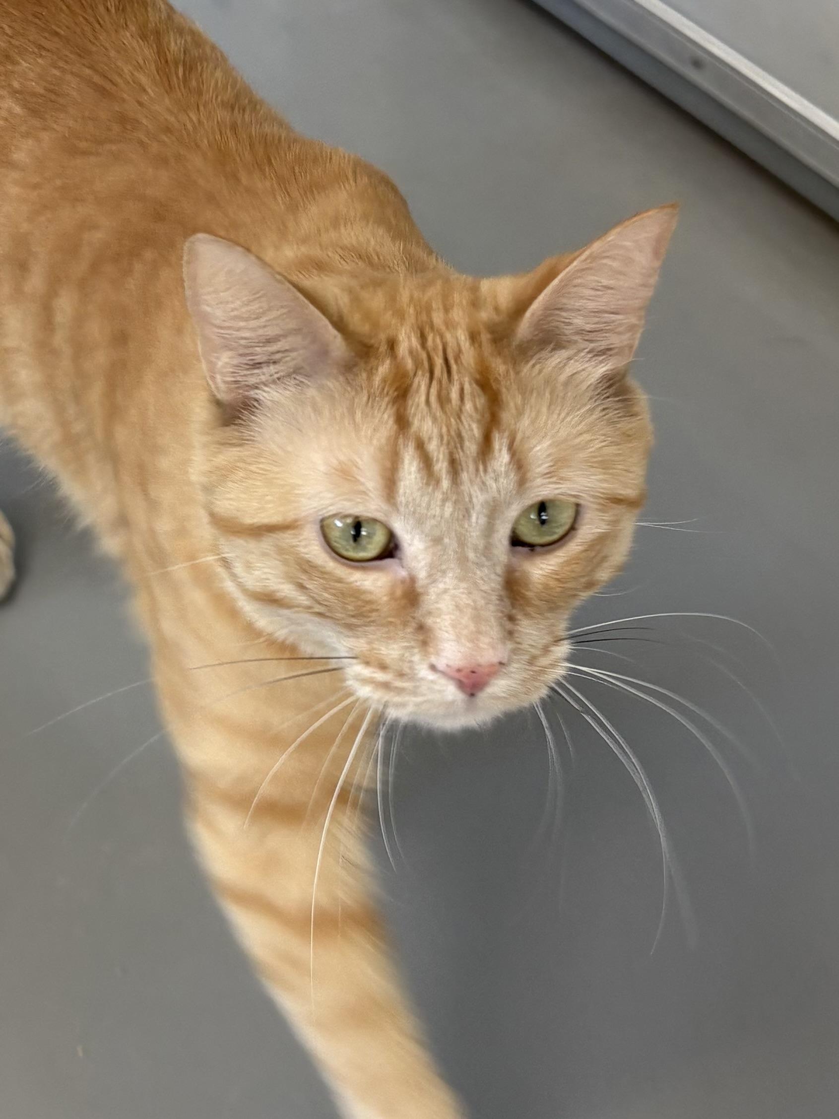 Enlarge Ernie, an adopted American Shorthair in Big Rapids, MI image 3/5