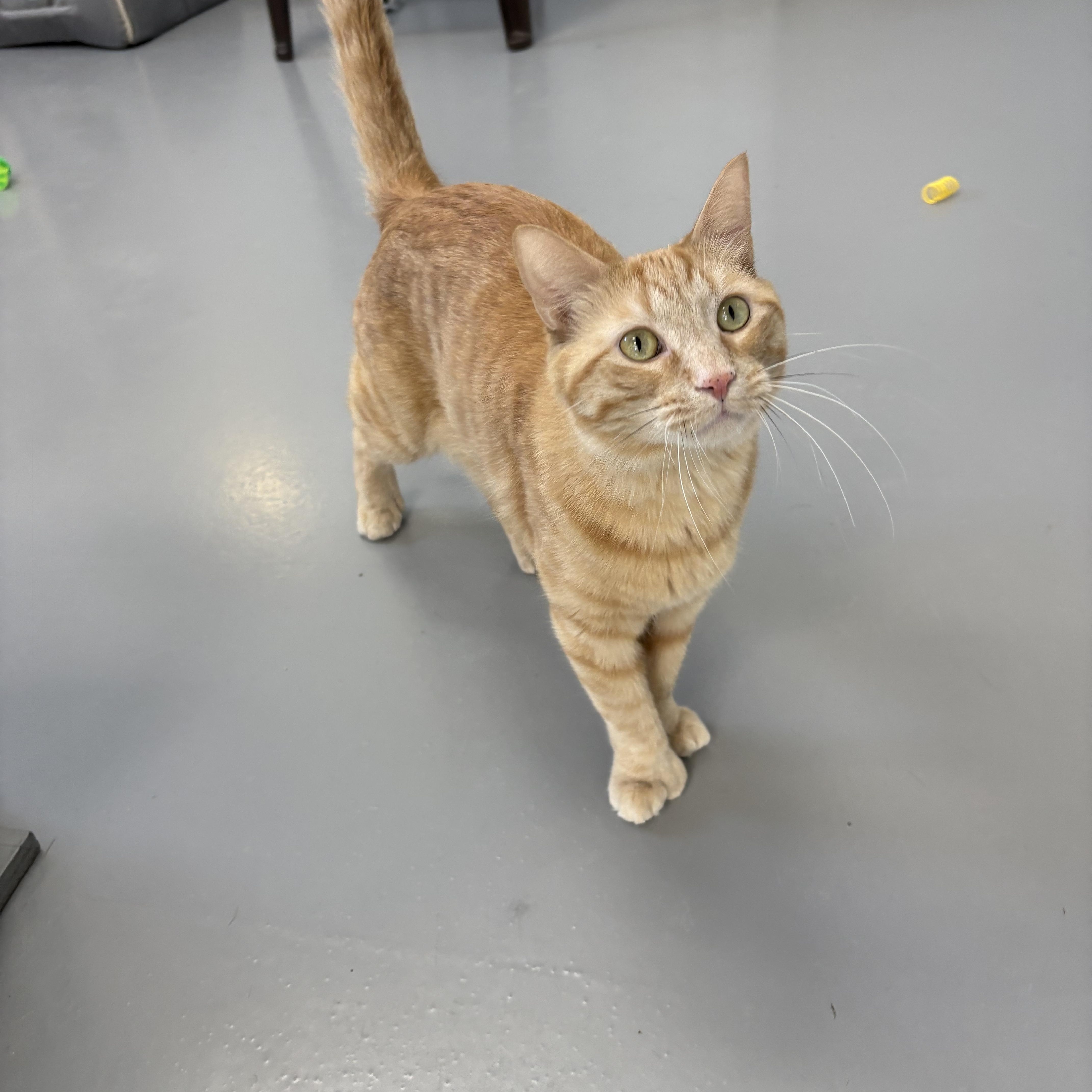 Enlarge Ernie, an adopted American Shorthair in Big Rapids, MI image 2/5