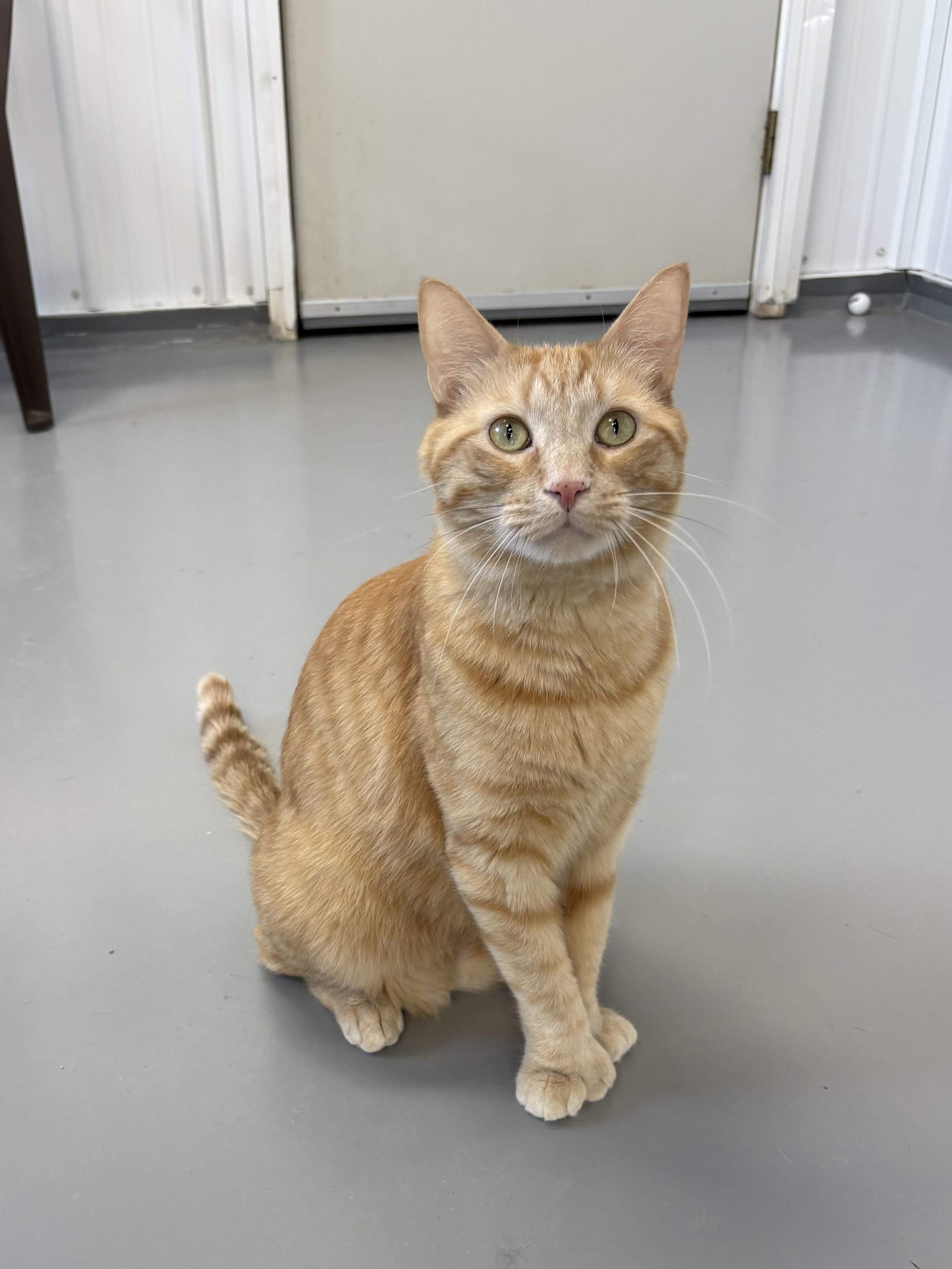 Enlarge Ernie, an adopted American Shorthair in Big Rapids, MI image 1/5