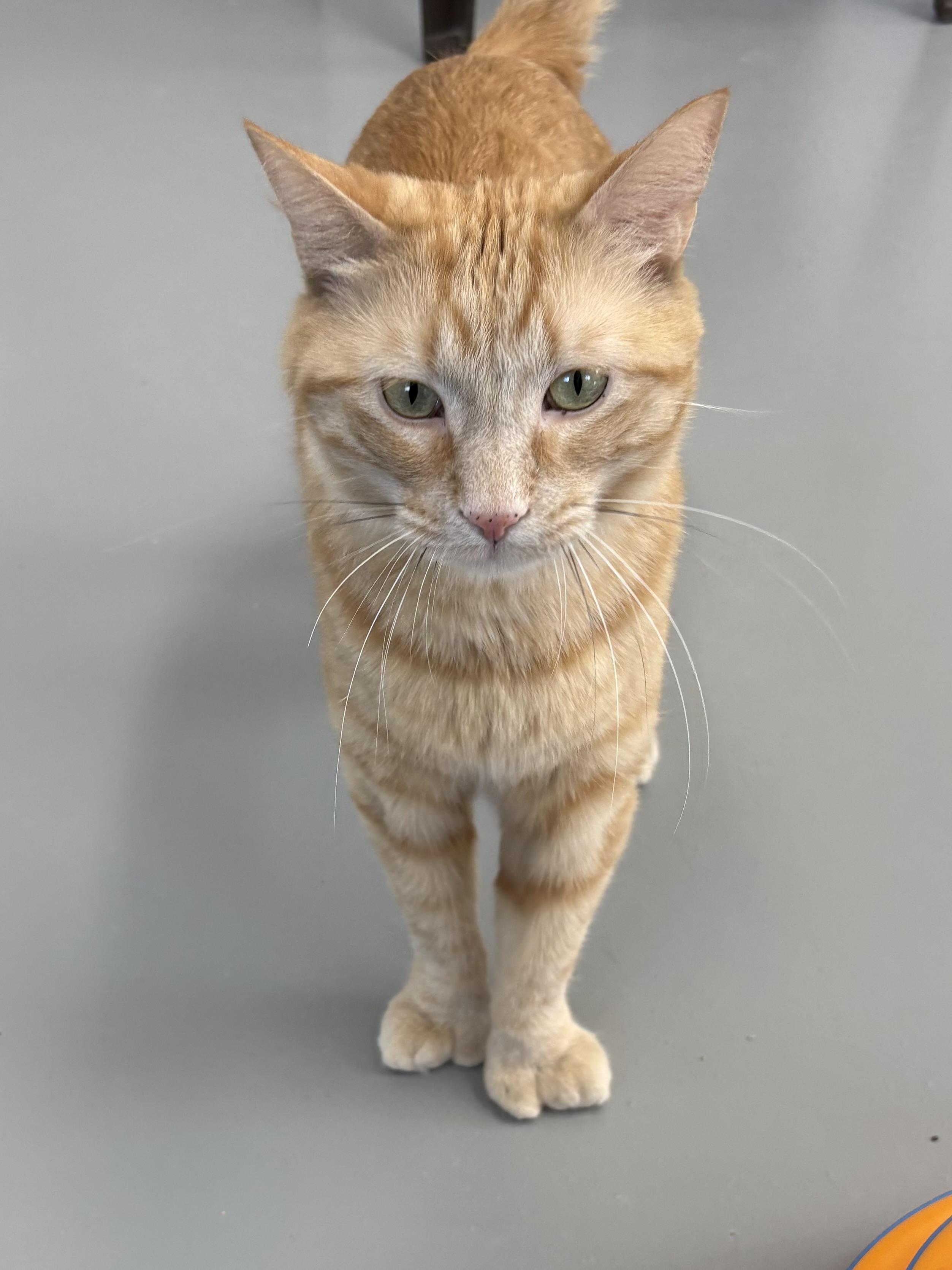Enlarge Ernie, an adopted American Shorthair in Big Rapids, MI image 4/5