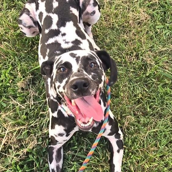 Enlarge Dommy, a ADOPTABLE Dalmatian in Mounds, OK image 2/2