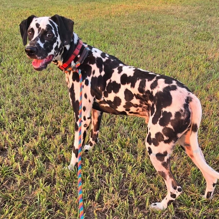 Dommy, ADOPTABLE, Young Male Dalmatian.