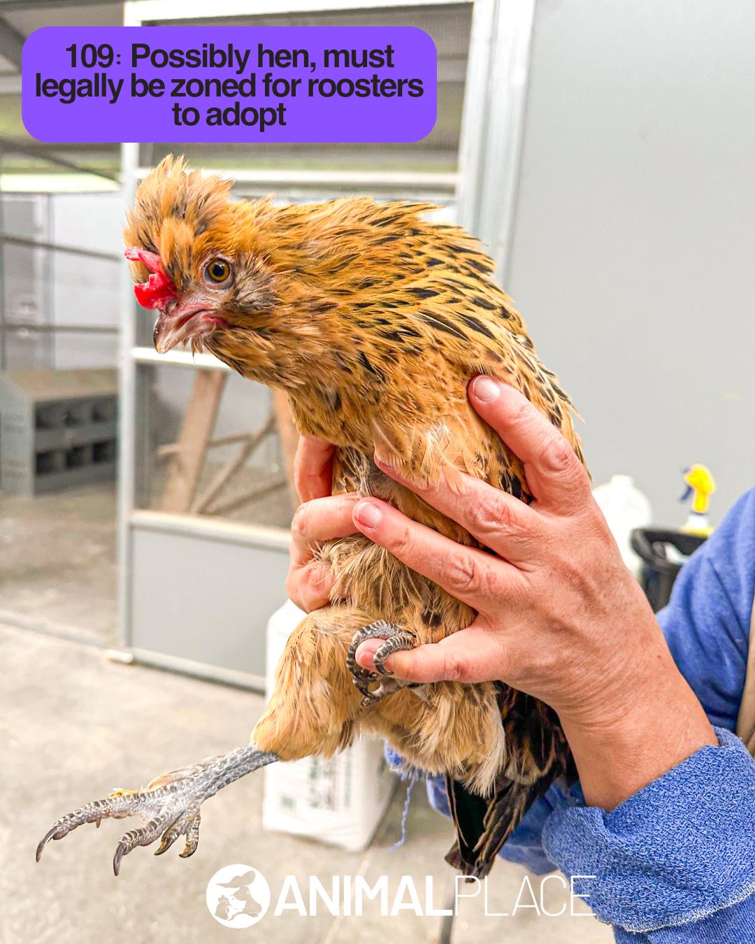 Enlarge Ozz, a Adoptable Chicken in Petaluma, CA image 1/1