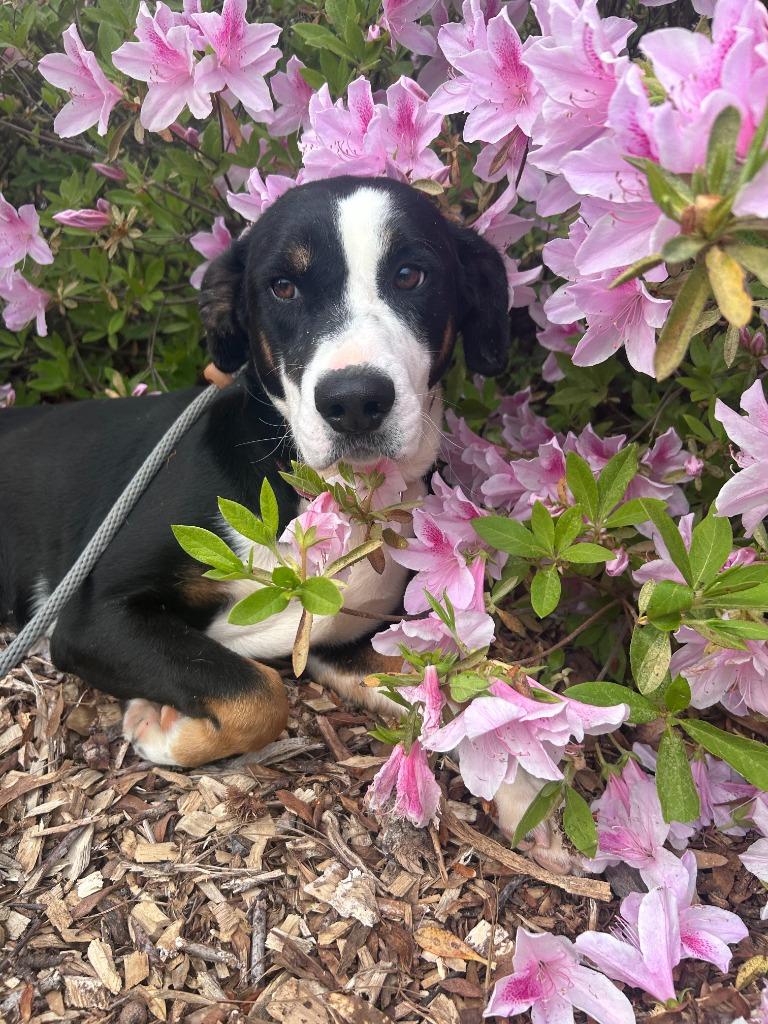 Opossum, Adoptable, Young Male Catahoula Leopard Dog & Mixed Breed.