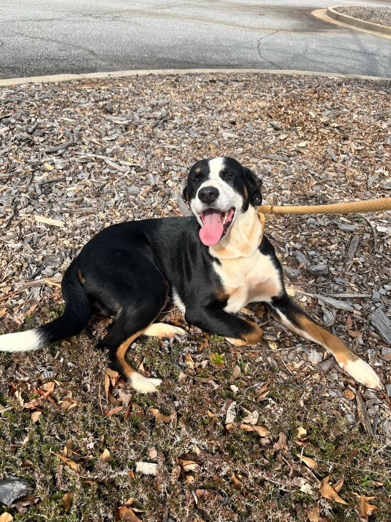 Opossum, Adoptable, Young Male Catahoula Leopard Dog & Mixed Breed.