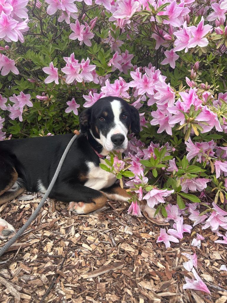 Enlarge Opossum, a Adoptable mixed breed in Madison, GA image 3/3