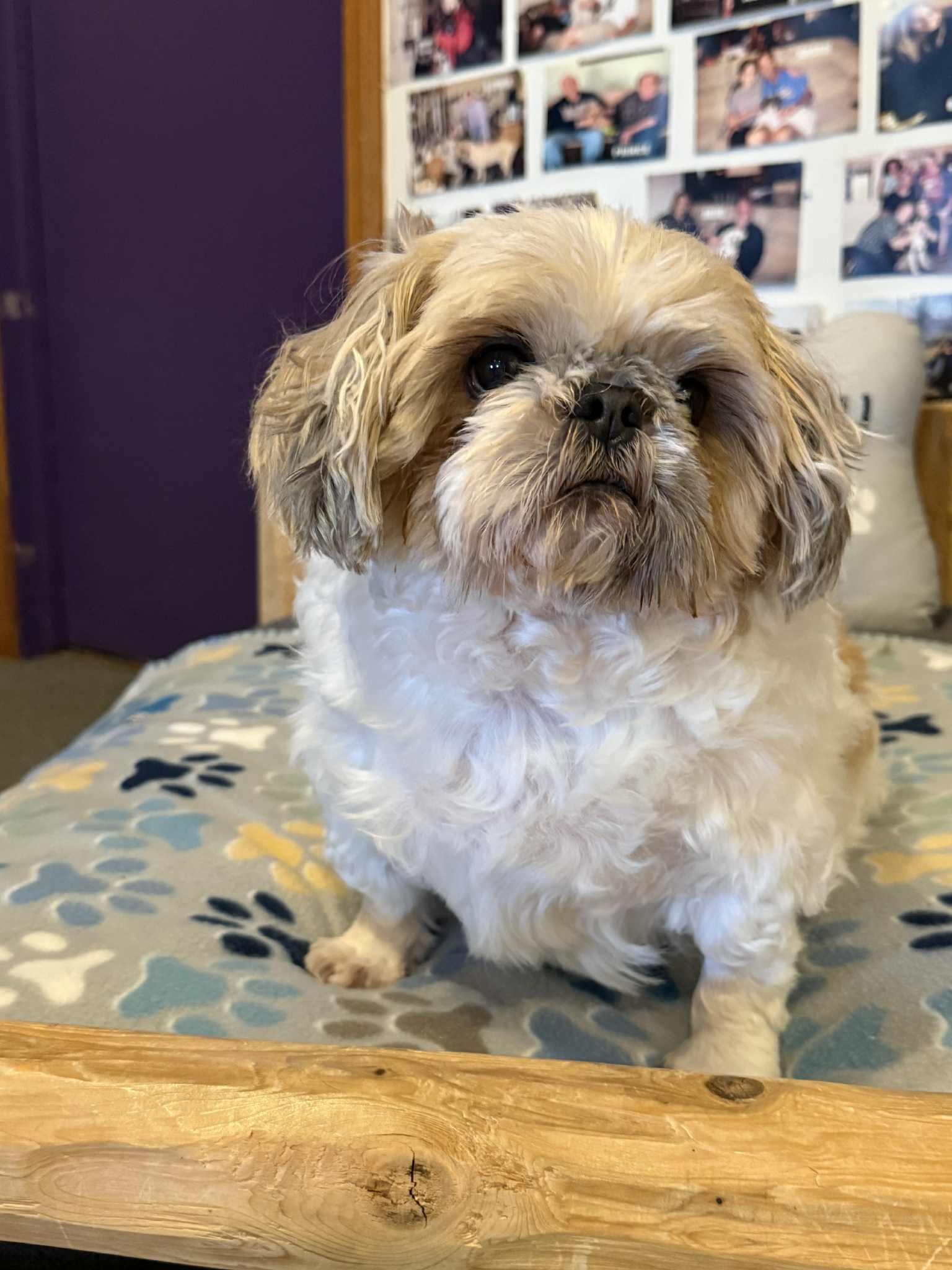 BUBBA, an adopted Shih Tzu in Port Clinton, OH image 2/3