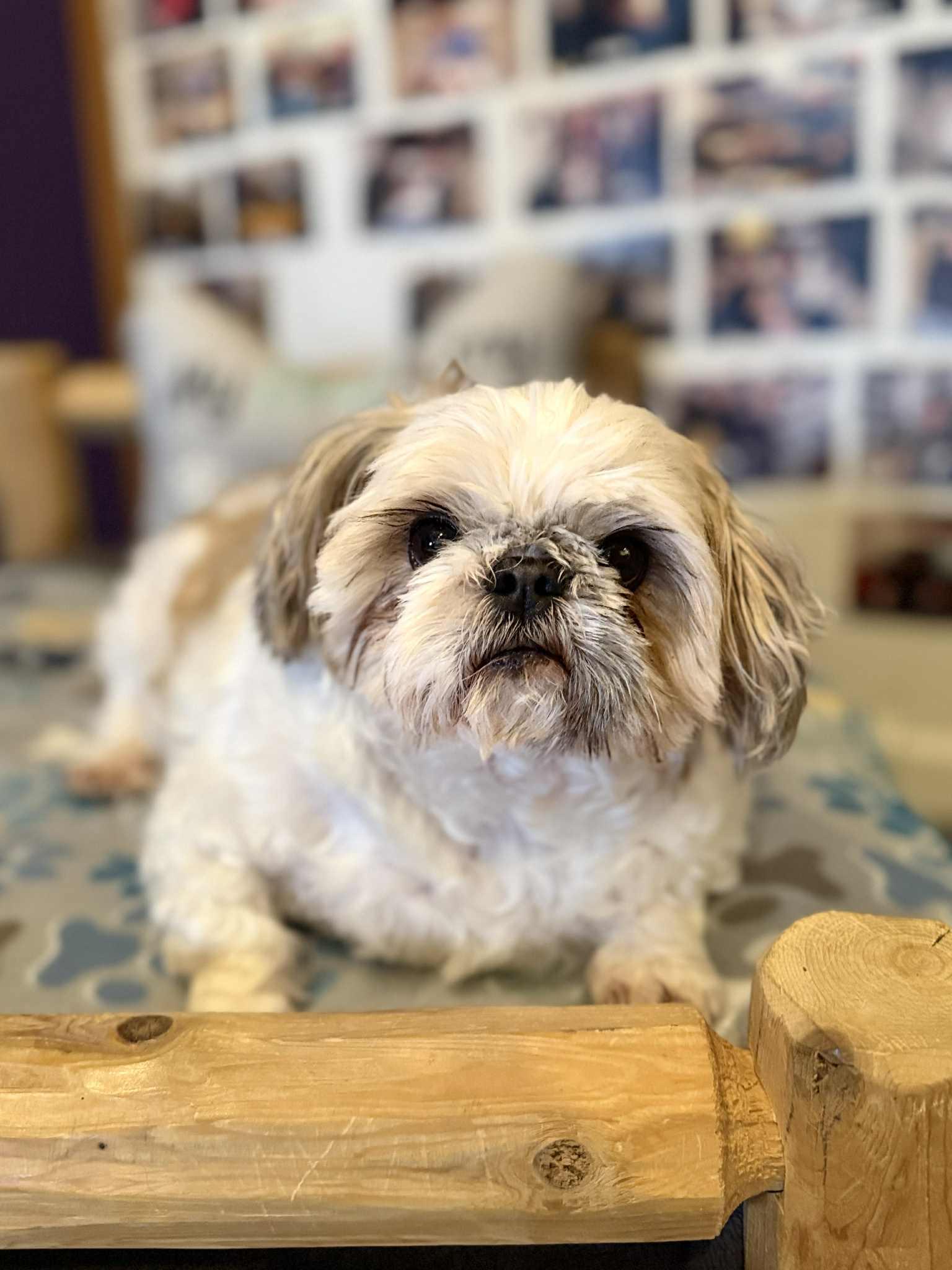 BUBBA, an adopted Shih Tzu in Port Clinton, OH image 1/3