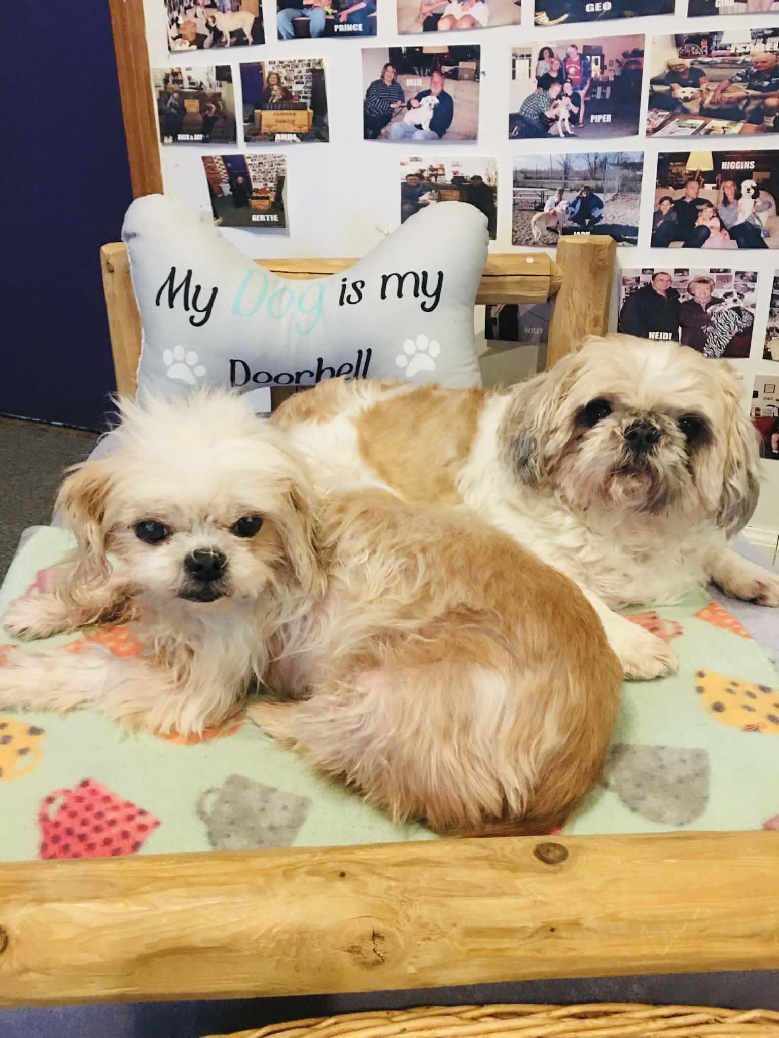 BUBBA, an adopted Shih Tzu in Port Clinton, OH image 3/3