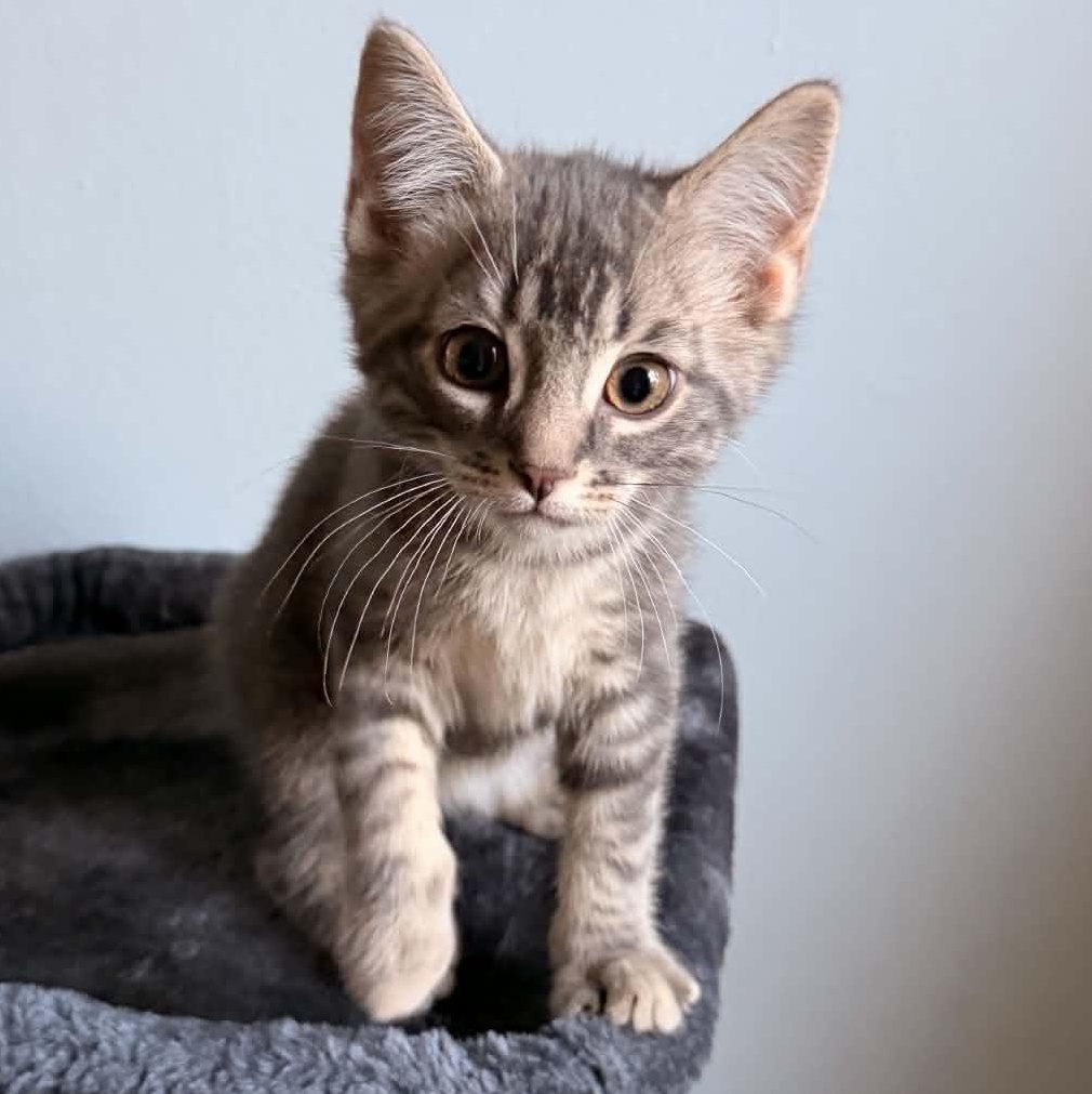 Enlarge Peeps - Playful & Snuggly, a Adoptable Tabby in Hamilton, ON image 1/2