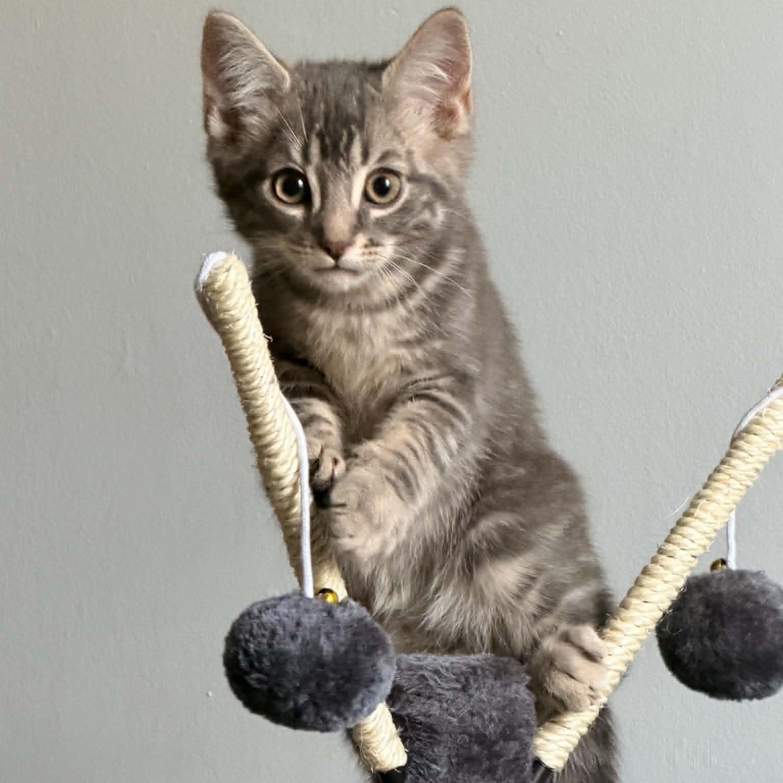 Enlarge Peeps - Playful & Snuggly, a Adoptable Tabby in Hamilton, ON image 2/2