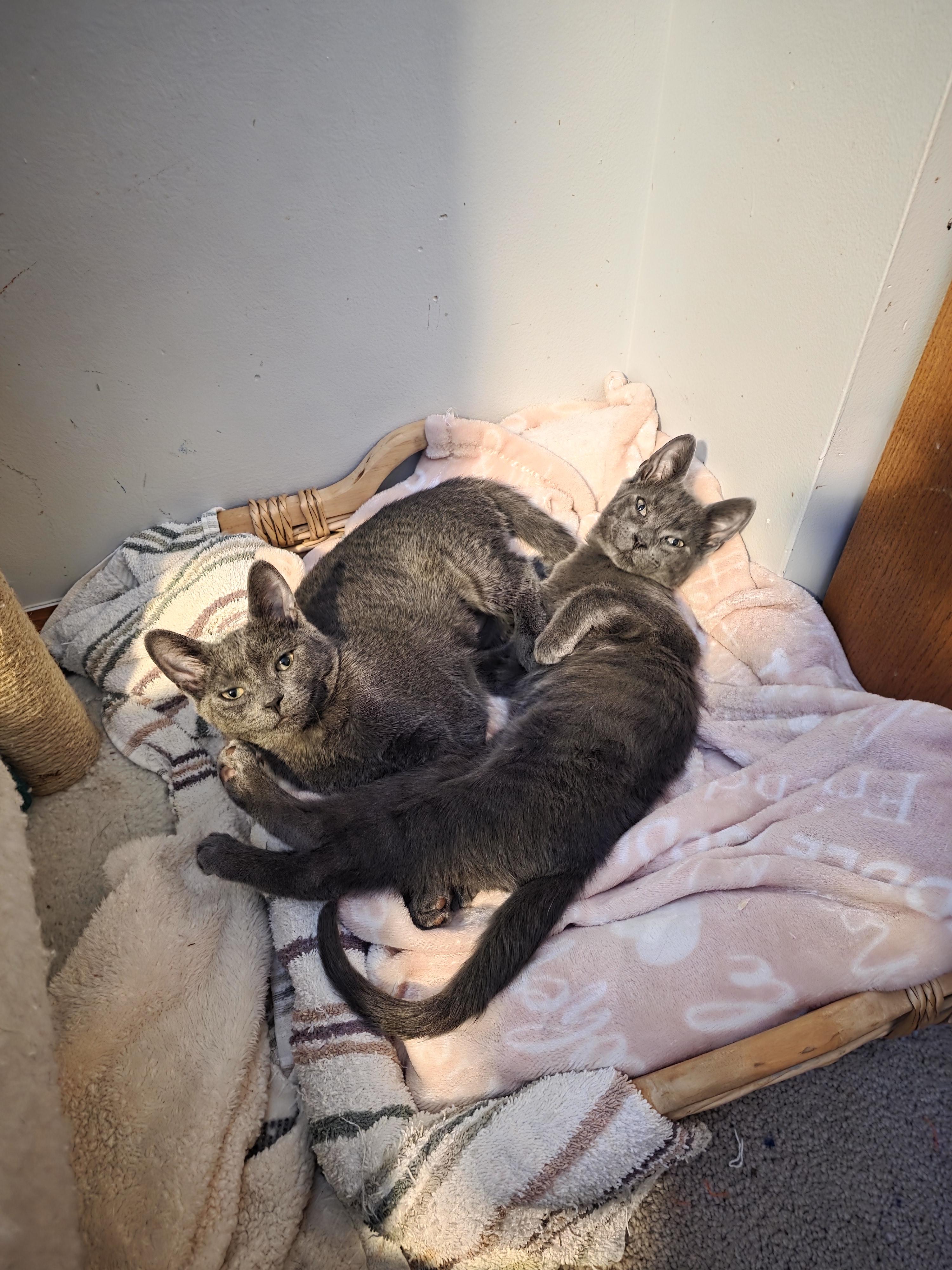 Zucchini Blossom, Adopted, Young Female Domestic Short Hair.