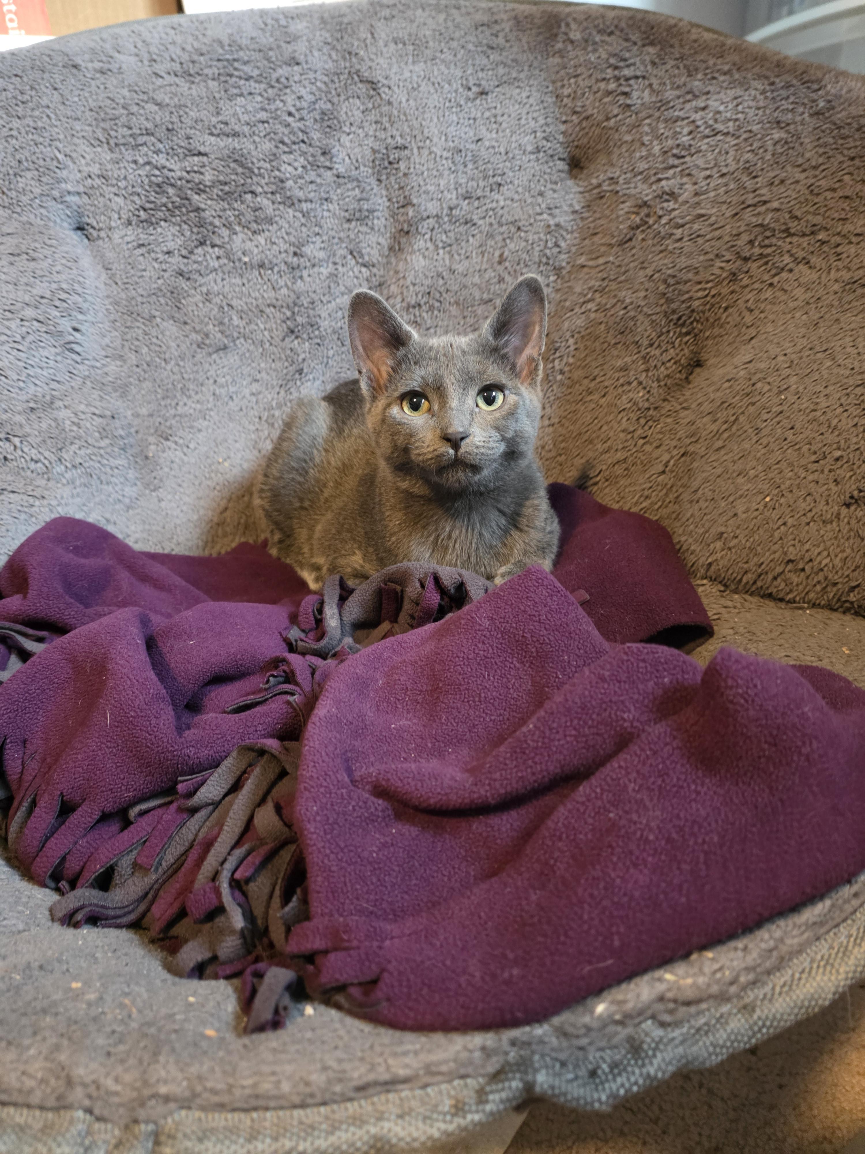 Enlarge Zucchini Blossom, a Adopted mixed breed in Lockport, IL image 2/5